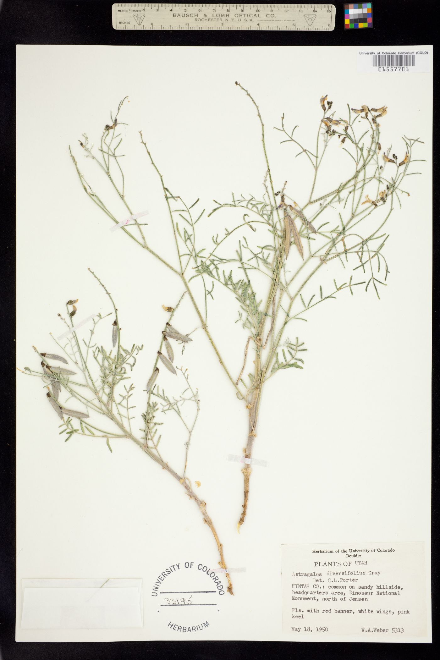 Astragalus drummondii image
