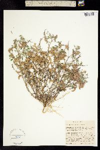 Image of Astragalus diaphanus