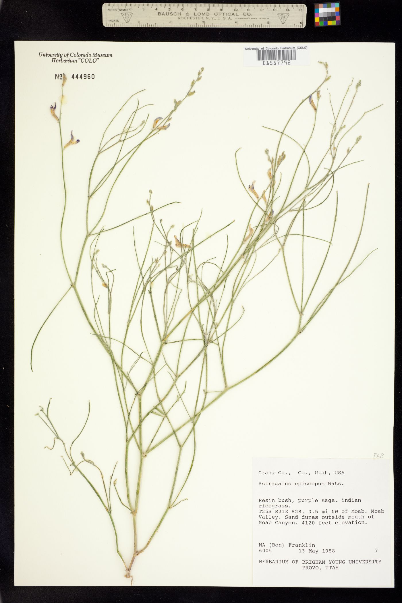 Astragalus episcopus image