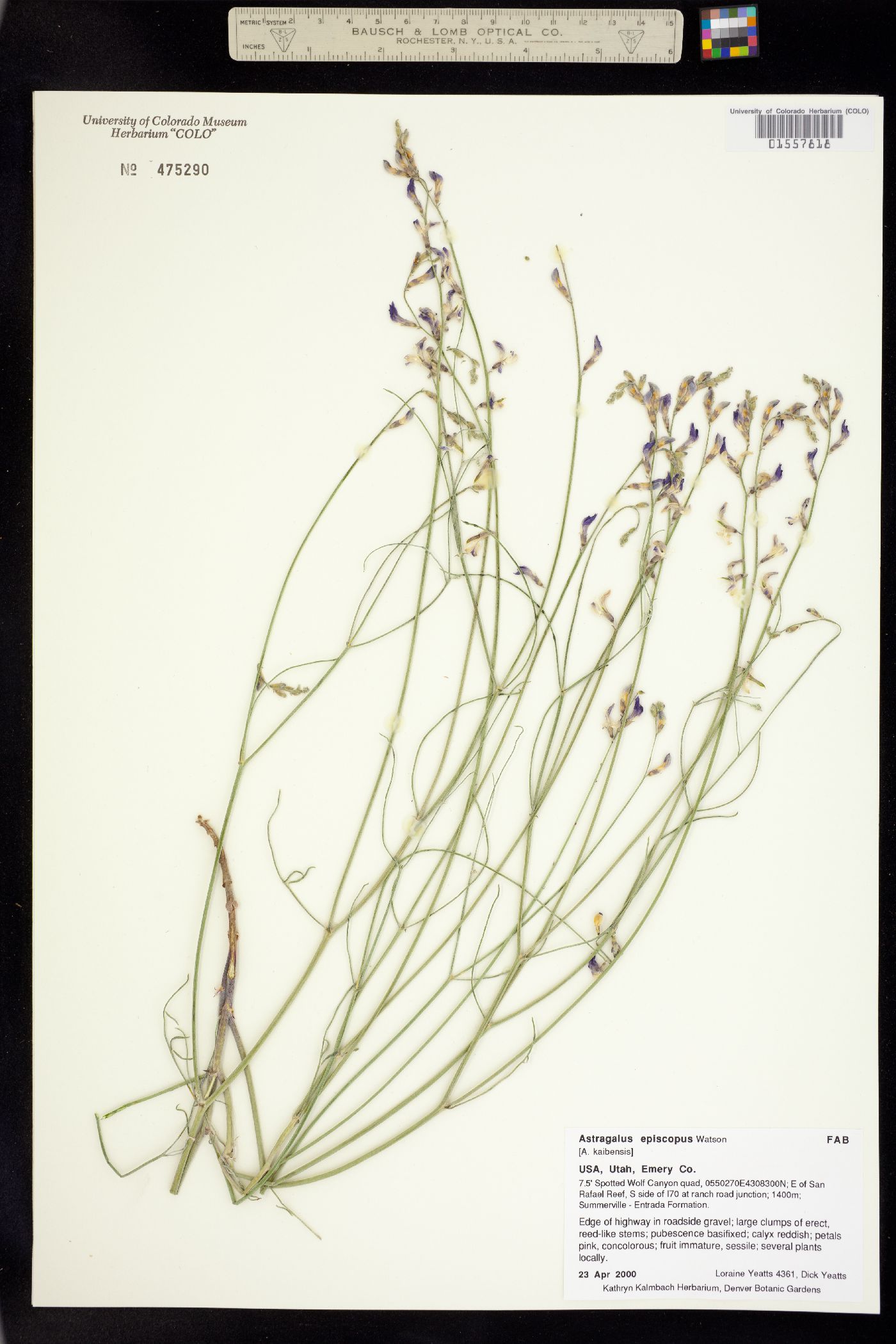 Astragalus episcopus image