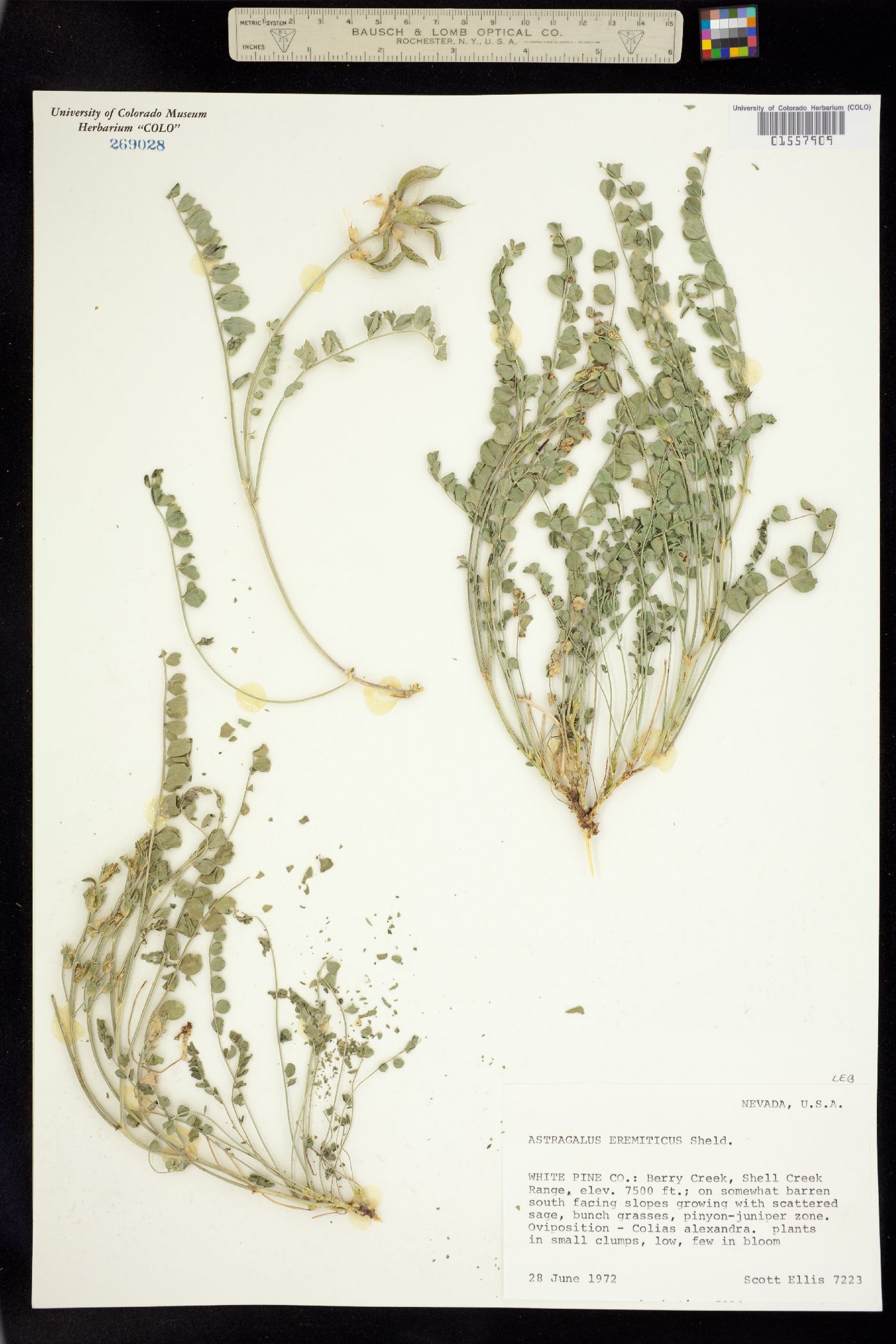 Astragalus eremiticus image