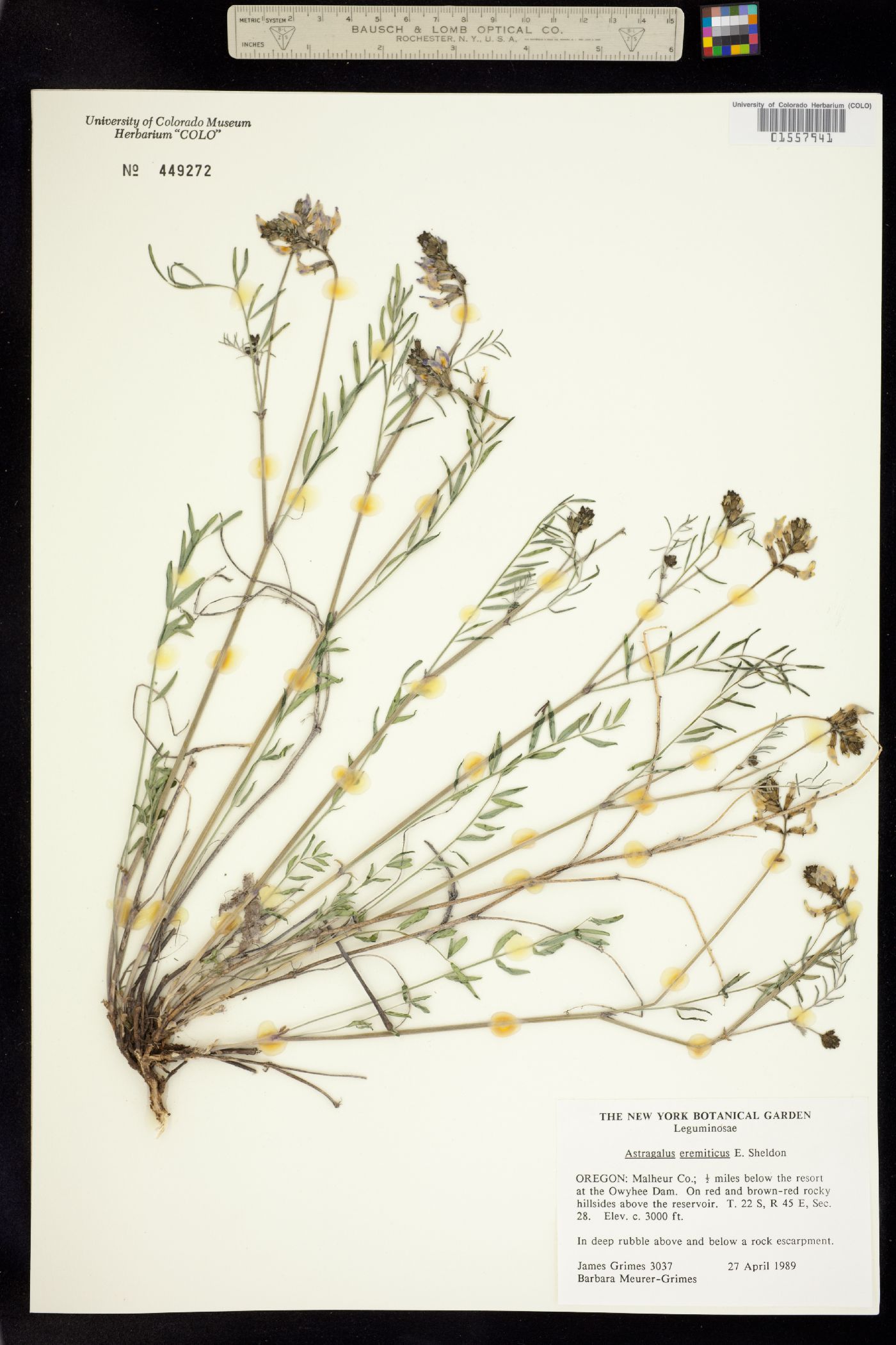 Astragalus eremiticus image