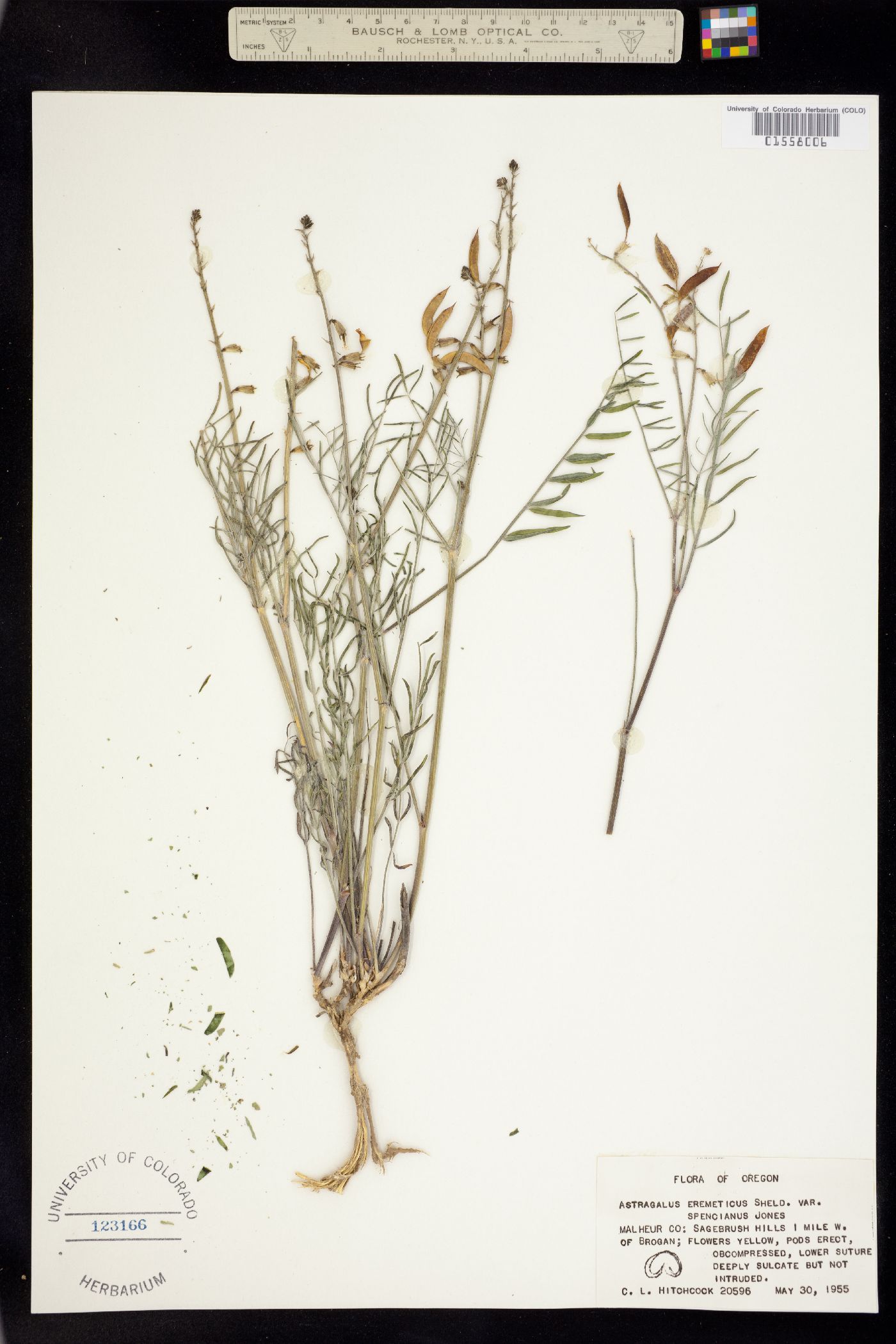 Astragalus eremiticus image