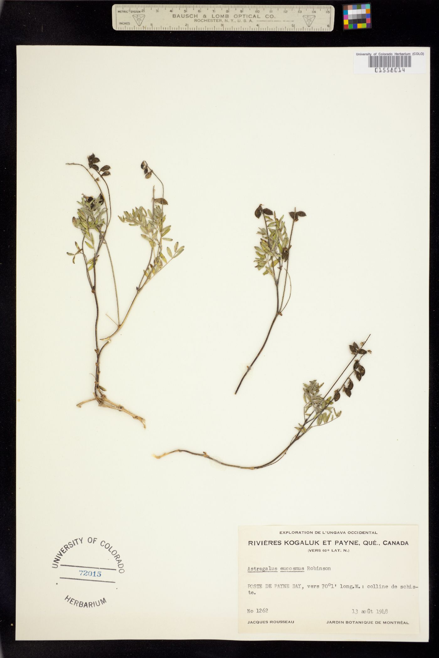 Astragalus eucosmus image