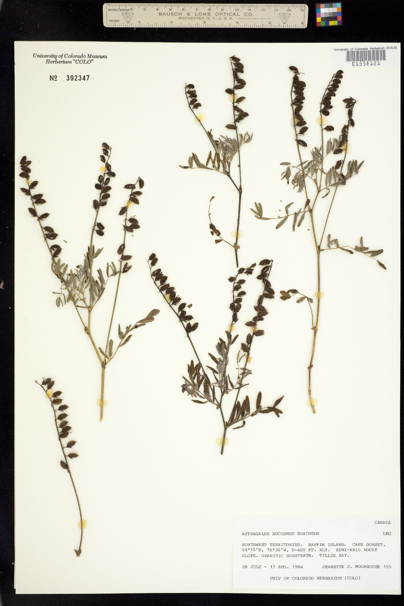 Astragalus eucosmus image
