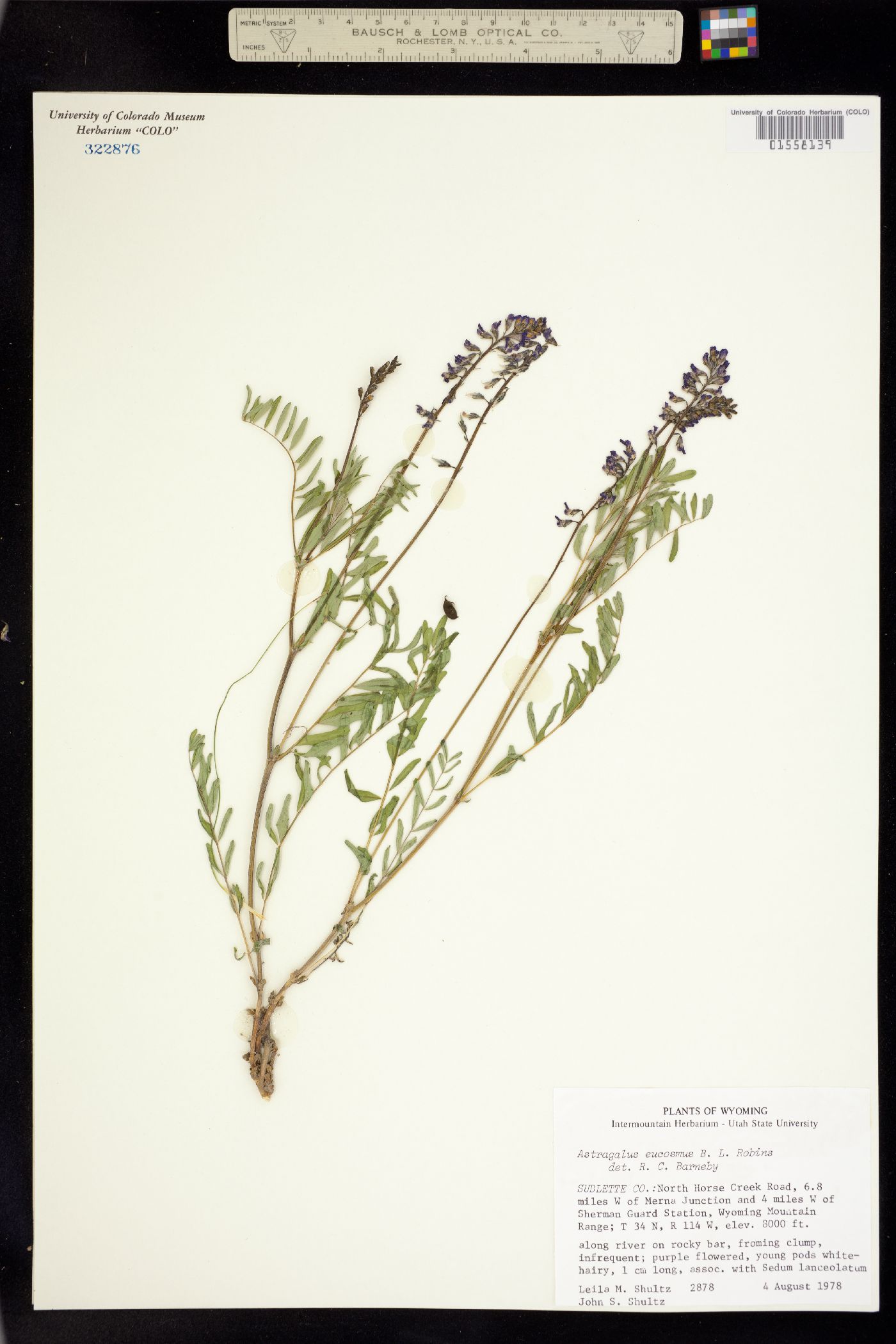 Astragalus eucosmus image