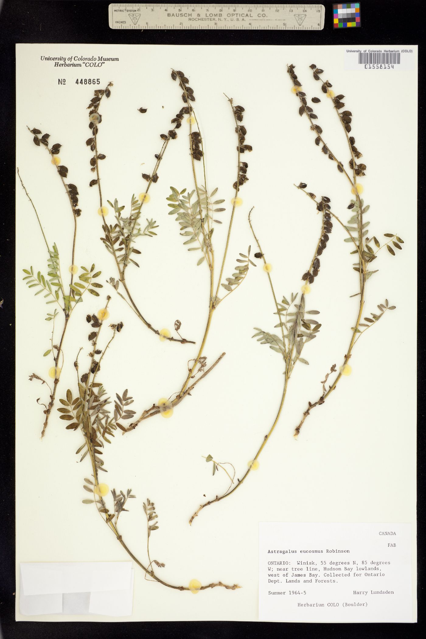 Astragalus eucosmus image