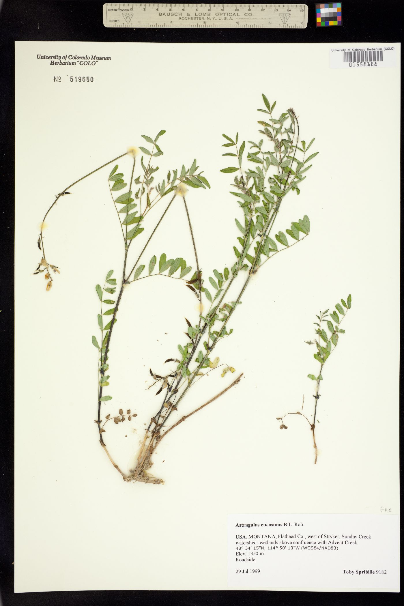 Astragalus eucosmus image