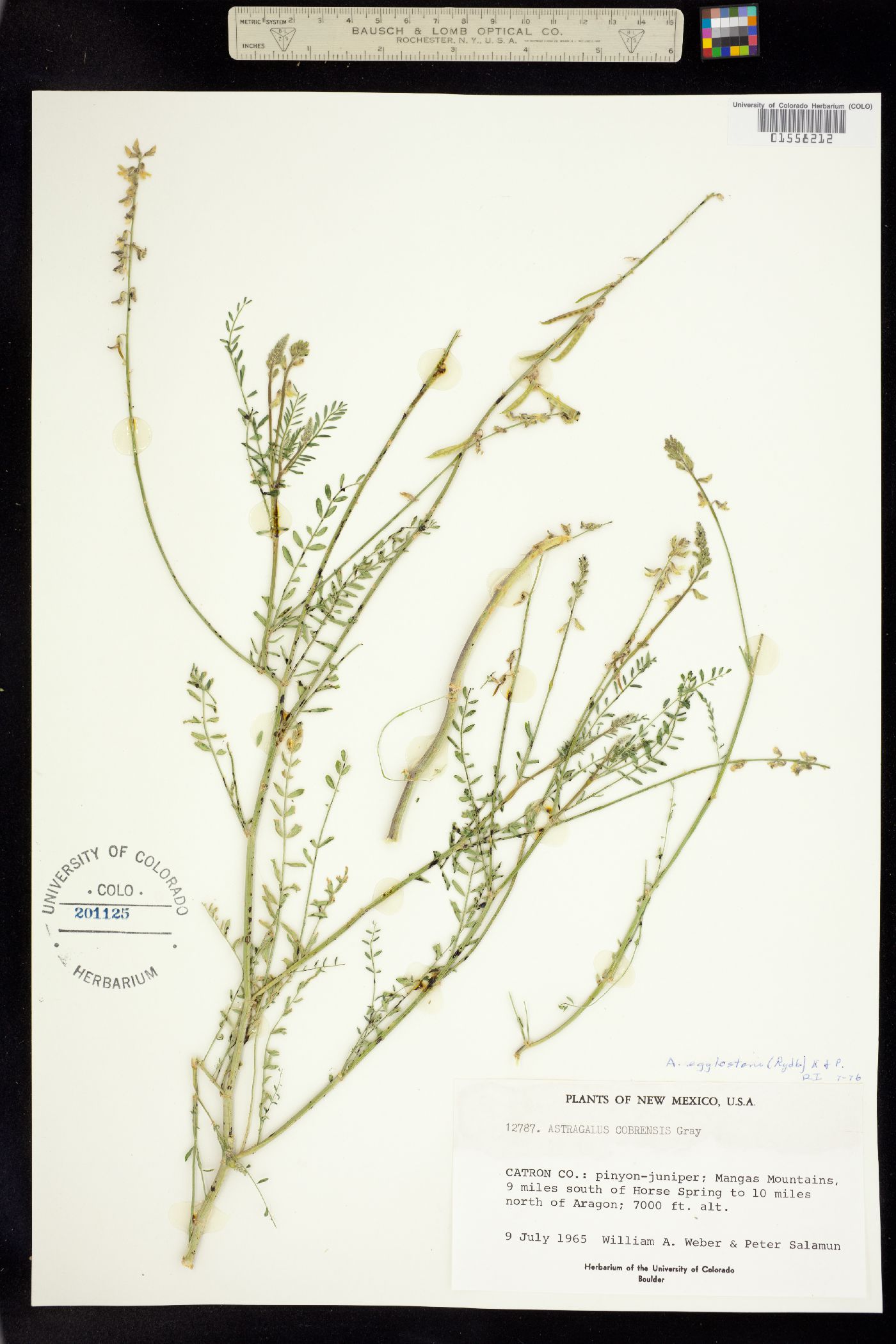 Astragalus eucosmus image