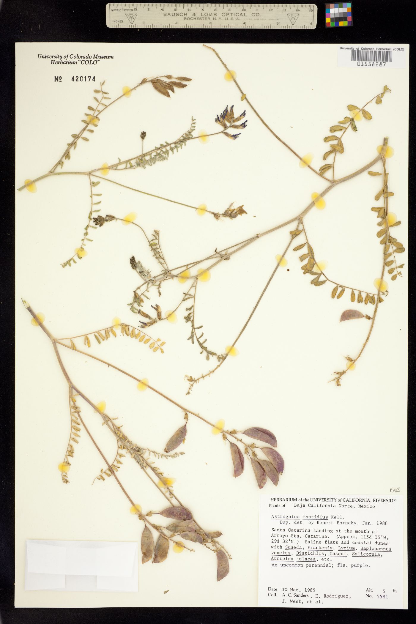 Astragalus fastidius image