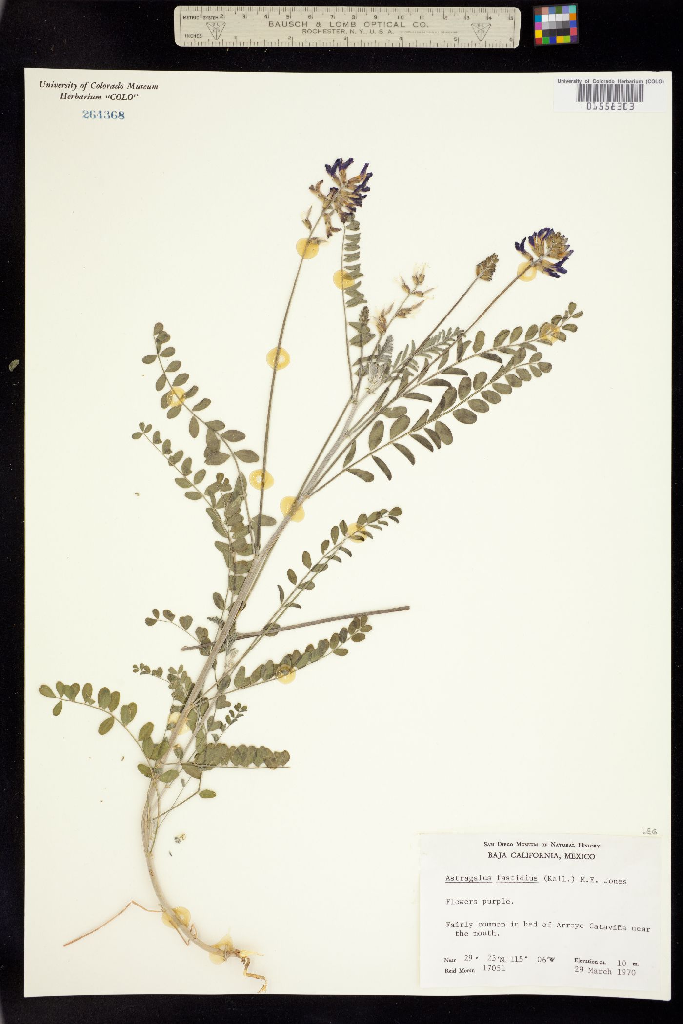 Astragalus fastidius image