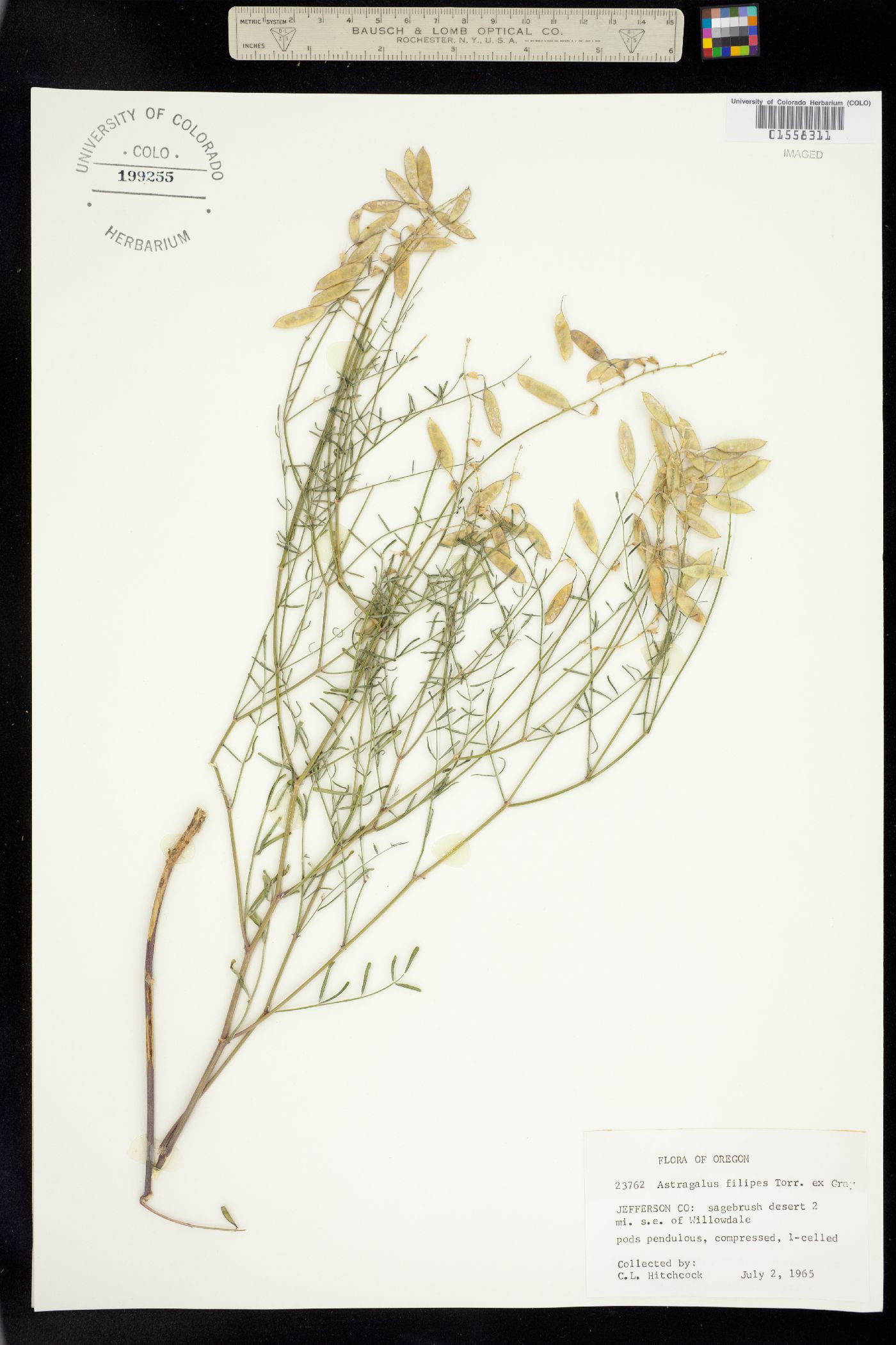 Astragalus filipes image