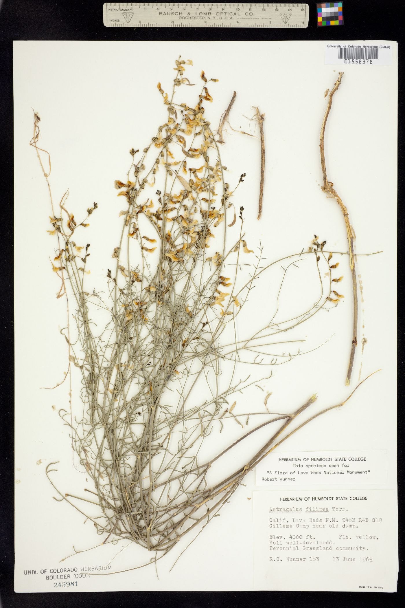 Astragalus filipes image