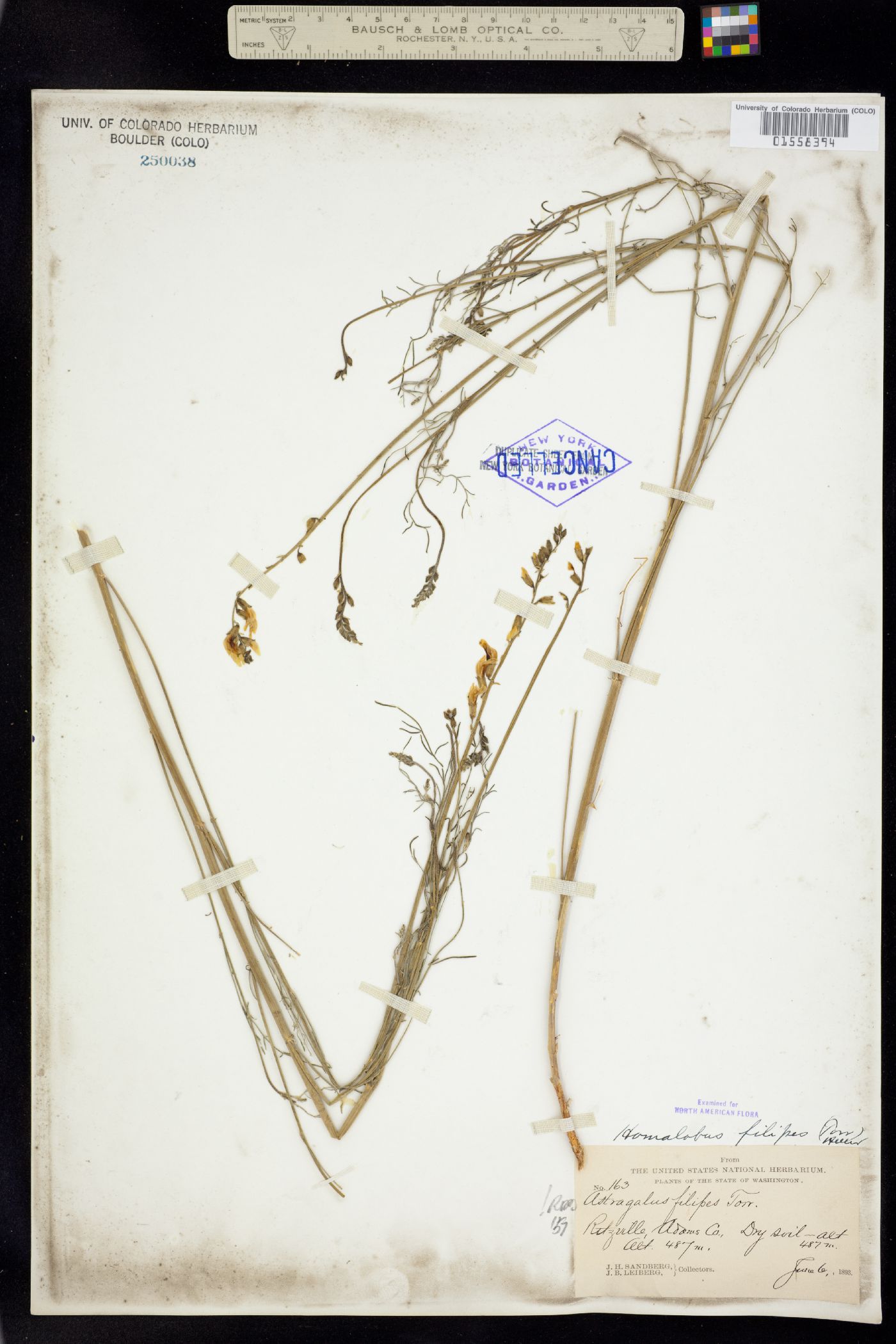 Astragalus filipes image