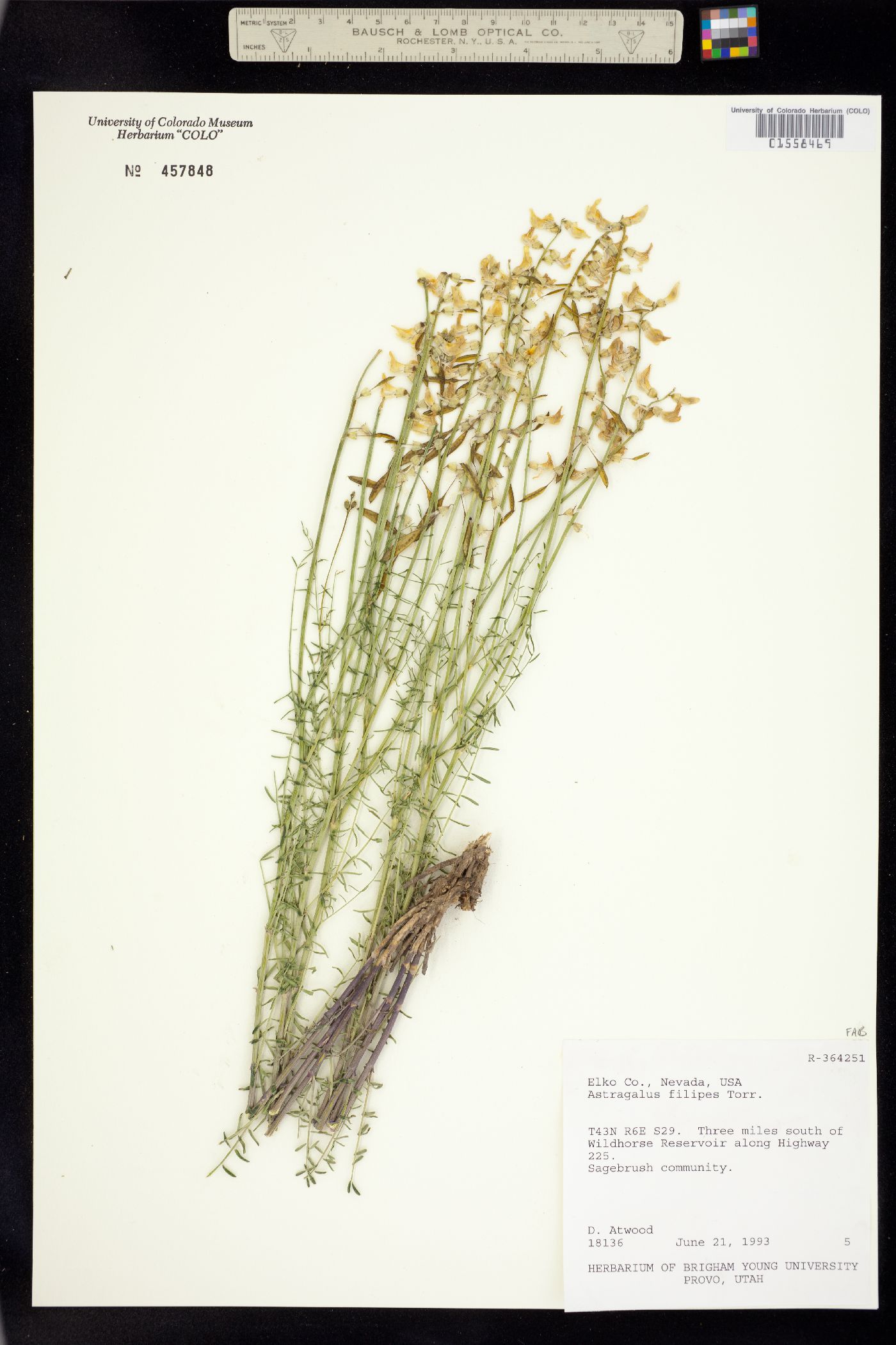 Astragalus filipes image