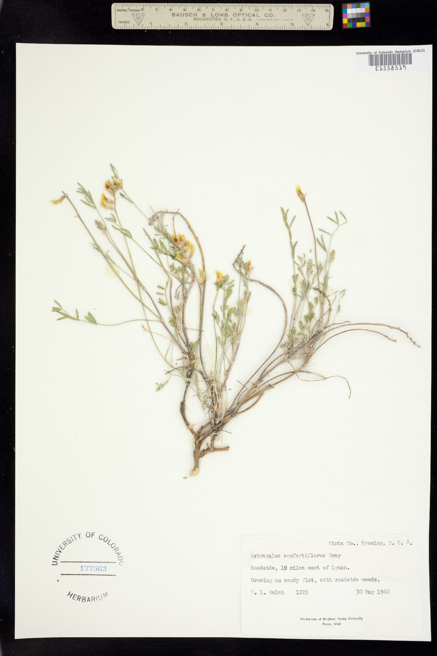 Astragalus flavus image