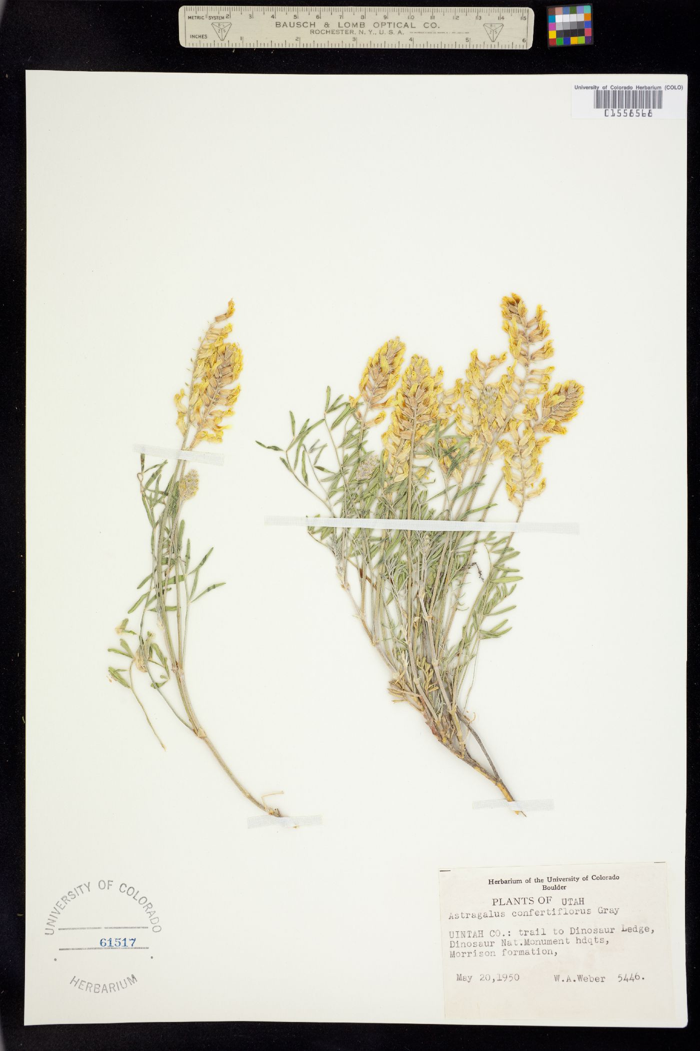Astragalus flavus image
