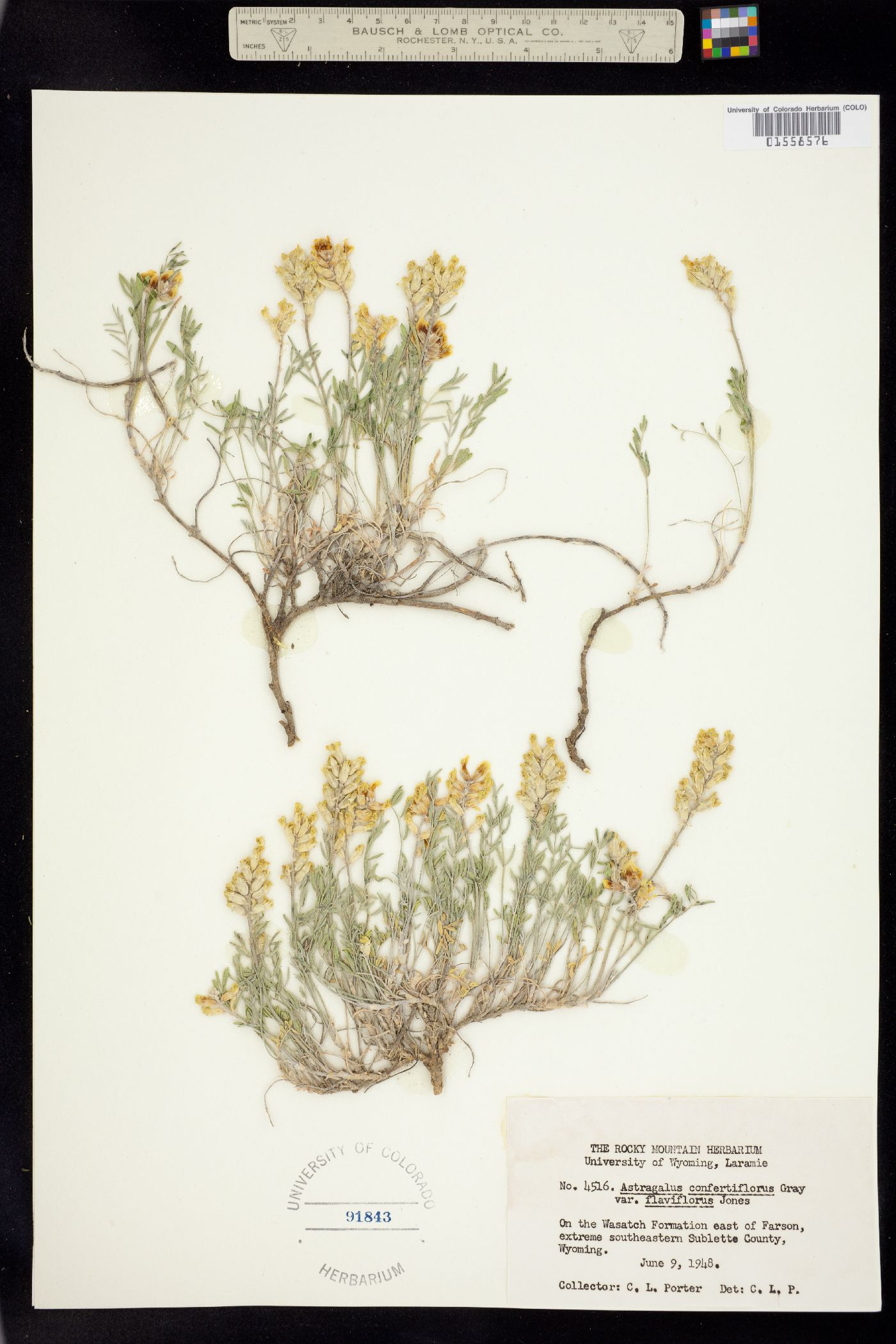 Astragalus flavus image