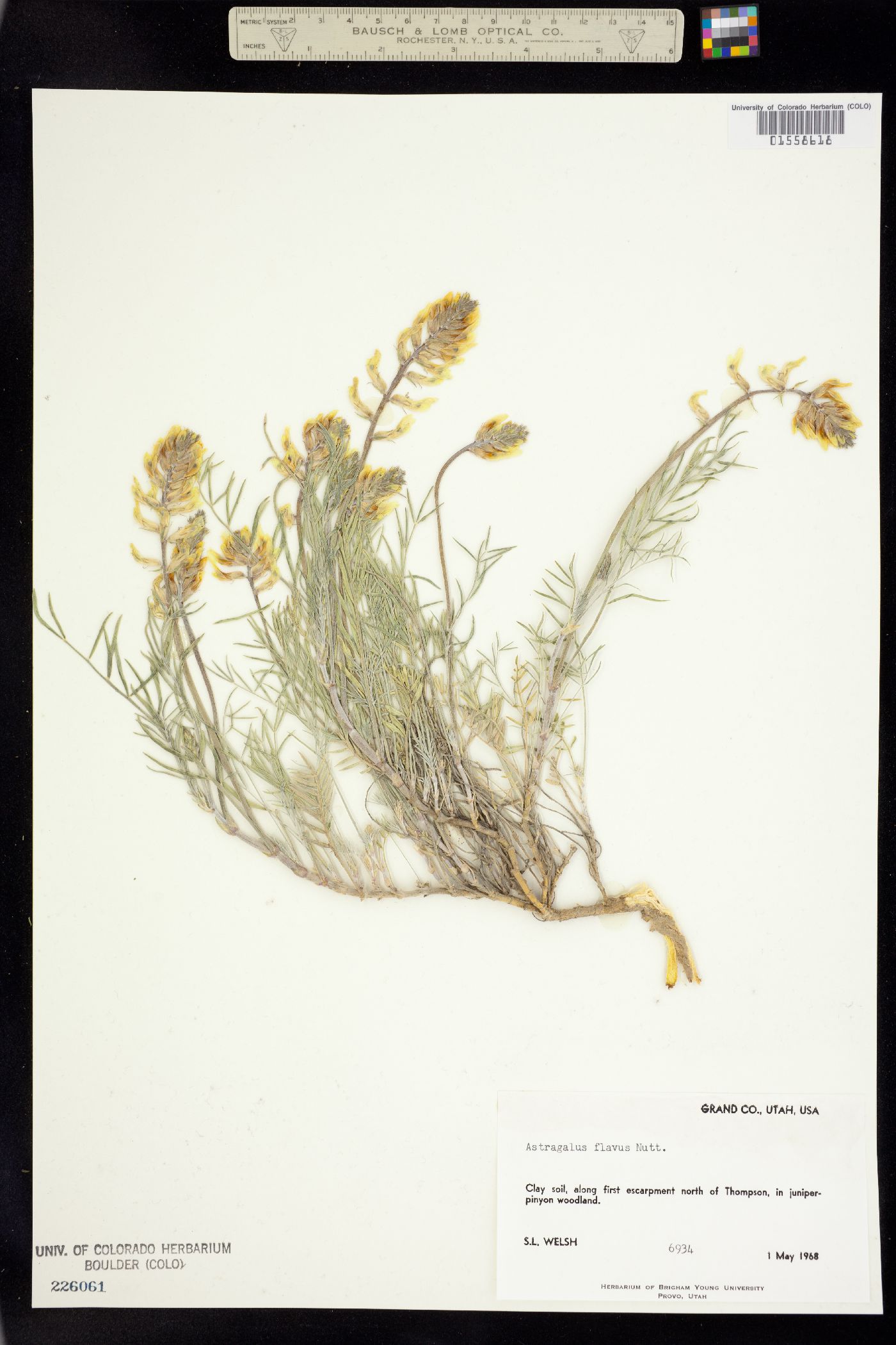 Astragalus flavus image