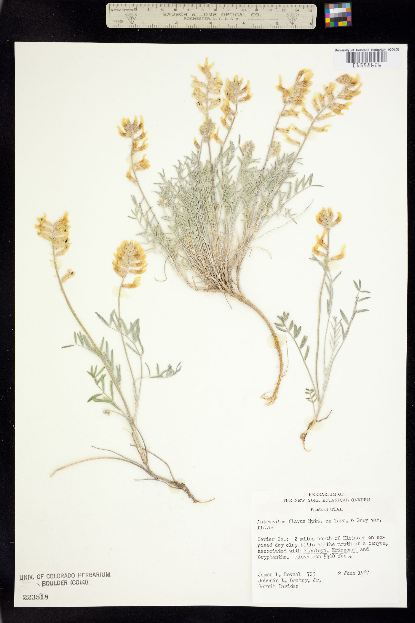 Astragalus flavus image