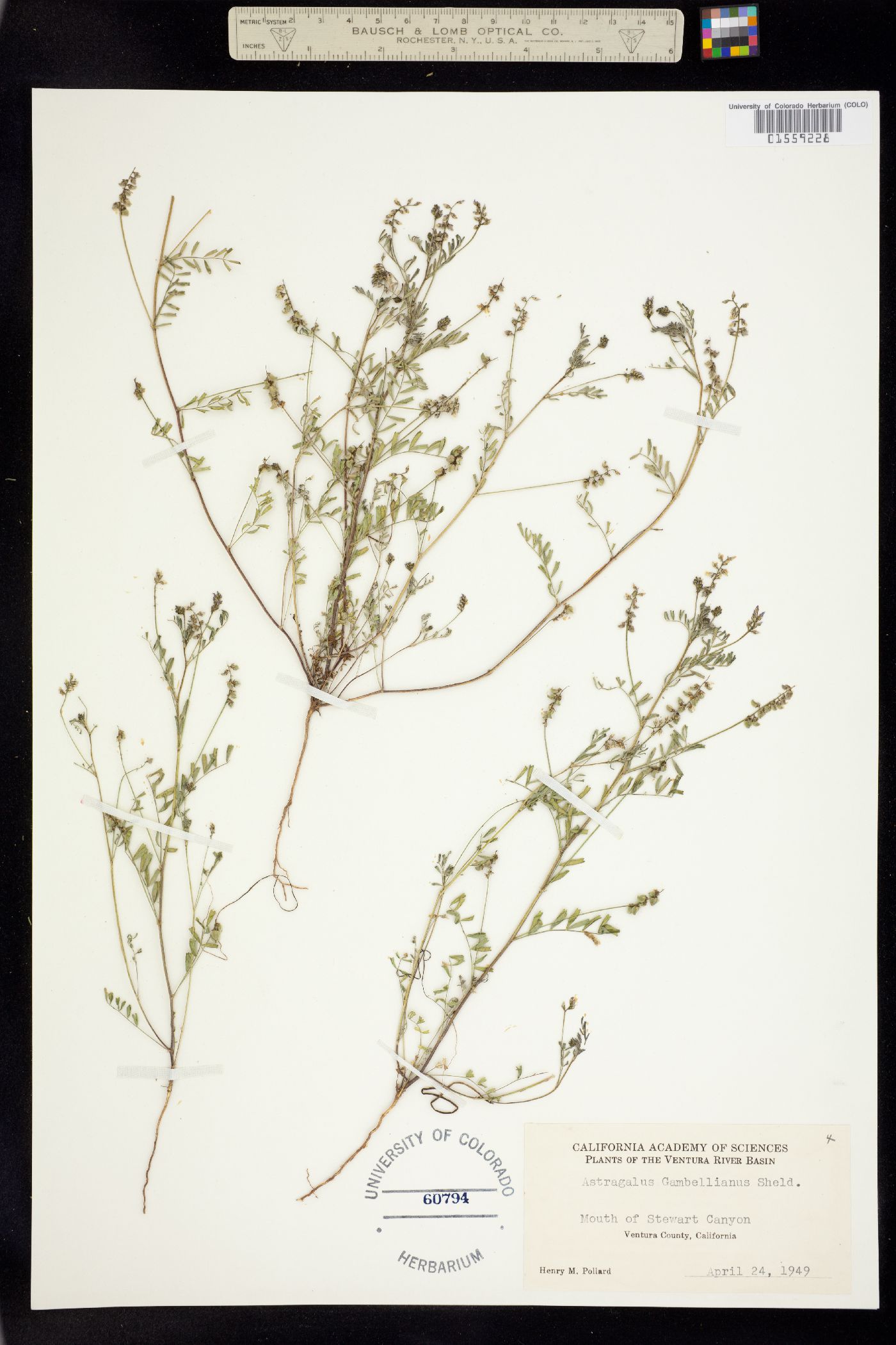 Astragalus gambelianus image