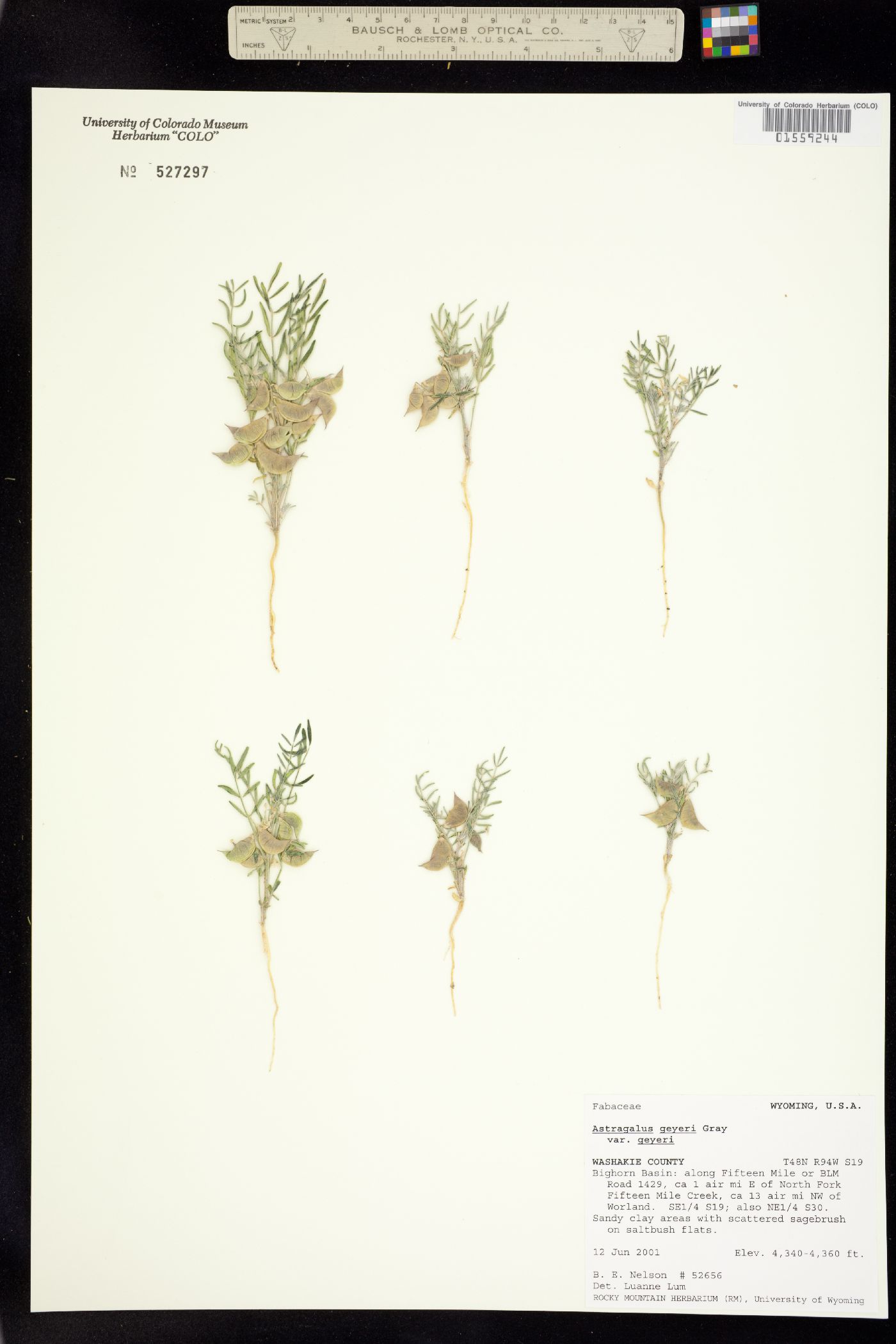 Astragalus geyeri image
