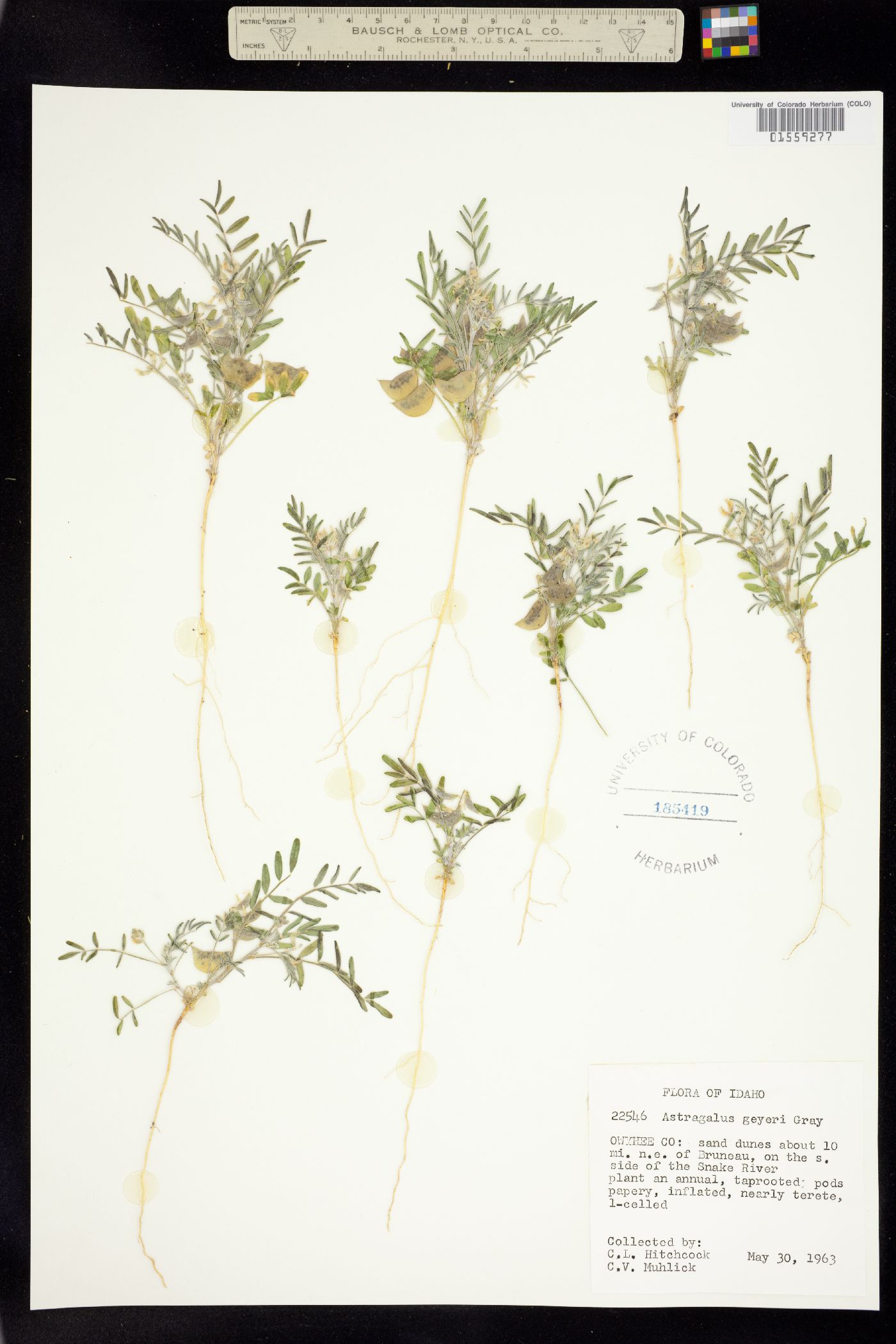 Astragalus geyeri image