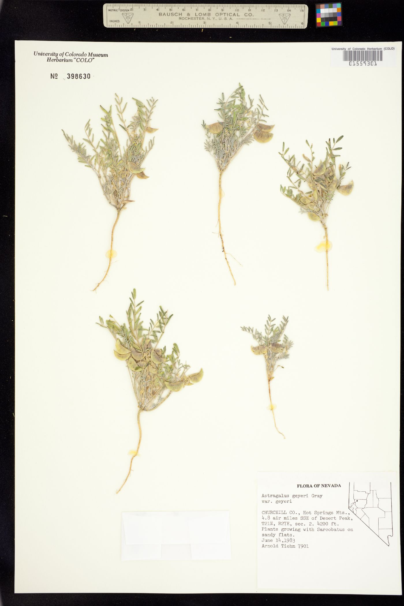 Astragalus geyeri image