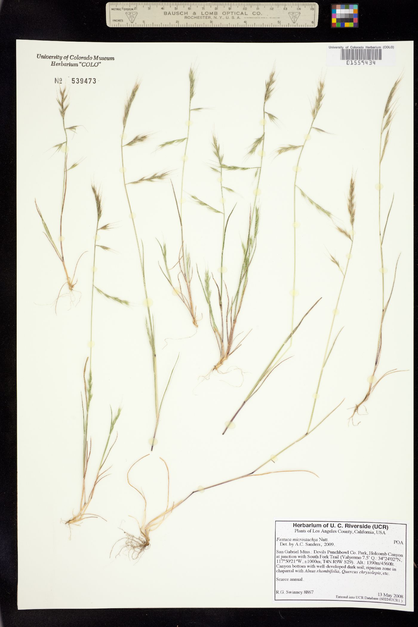 Vulpia microstachys image