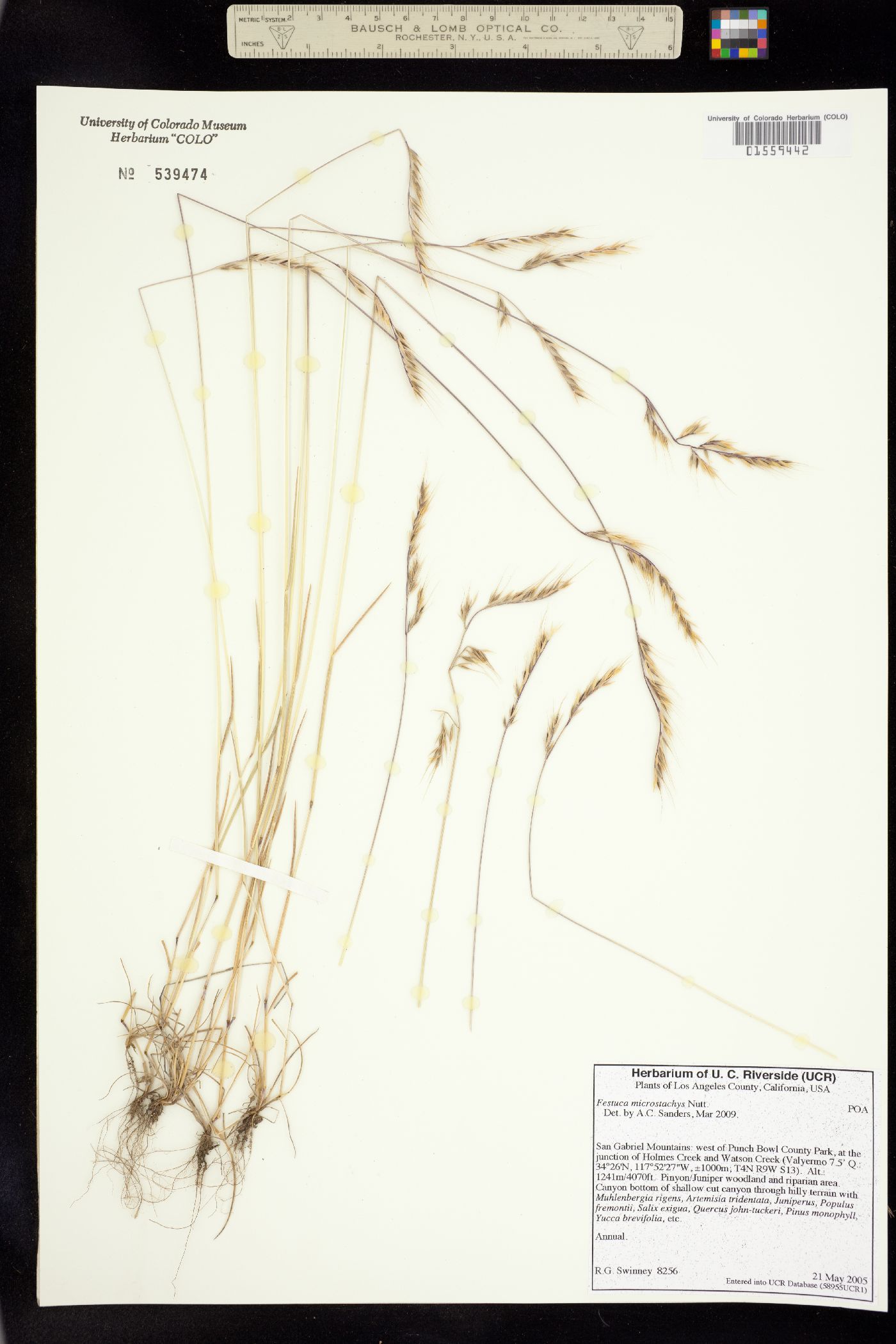 Vulpia microstachys image