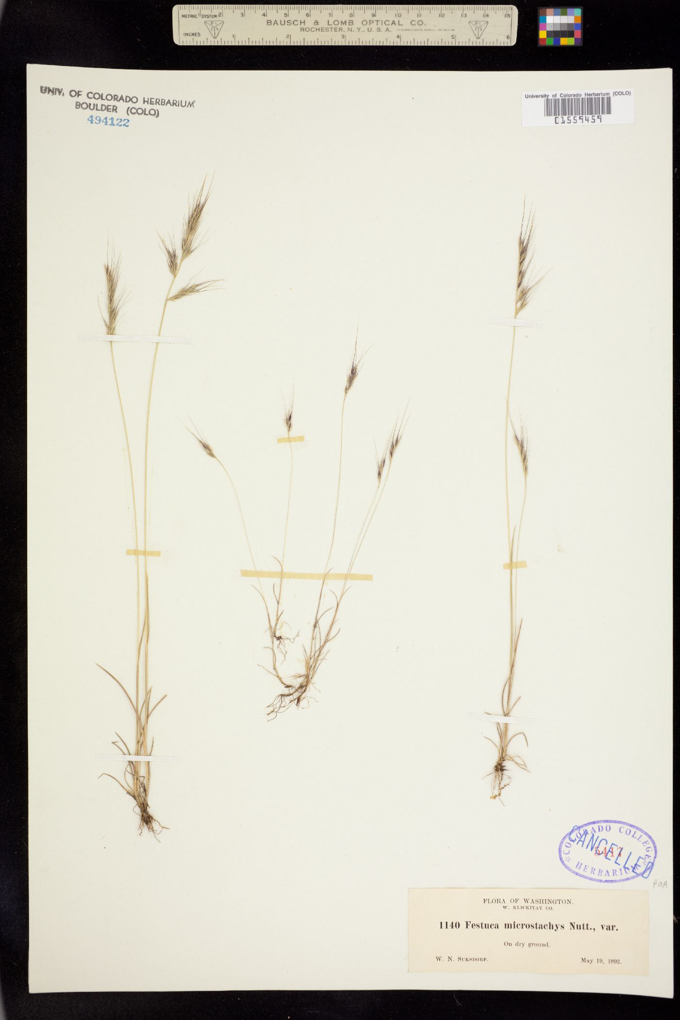 Vulpia microstachys image