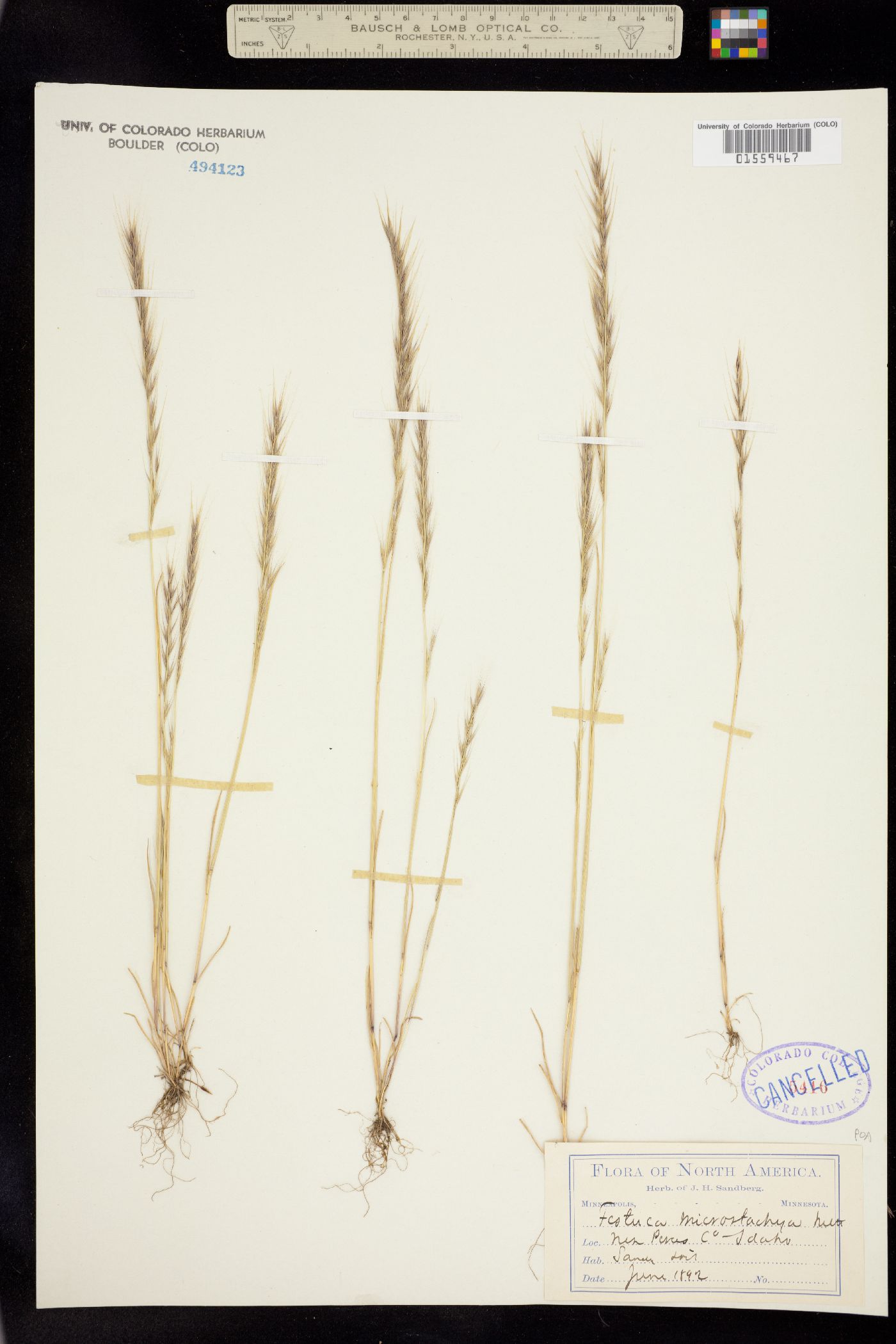 Vulpia microstachys image