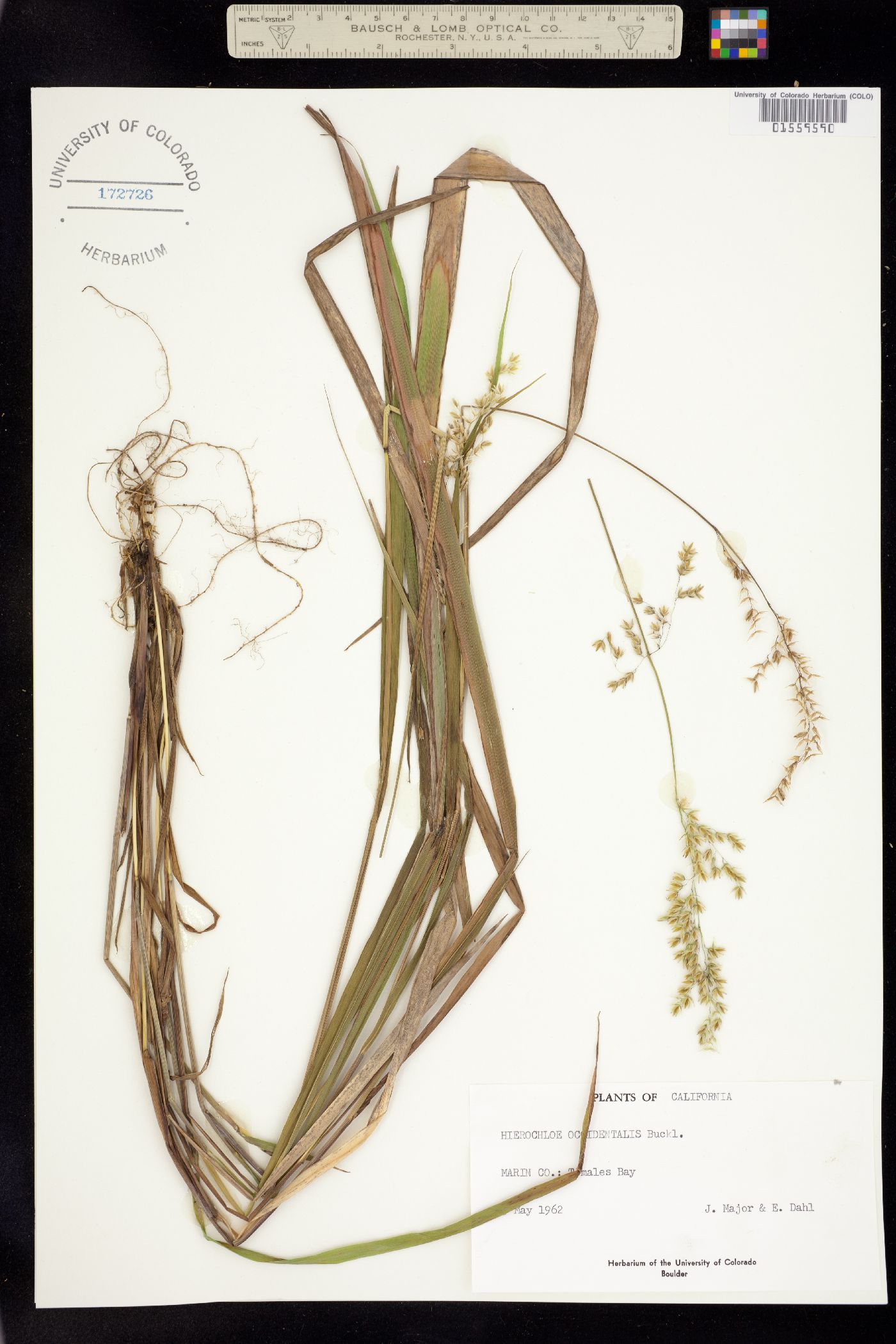 Anthoxanthum occidentale image
