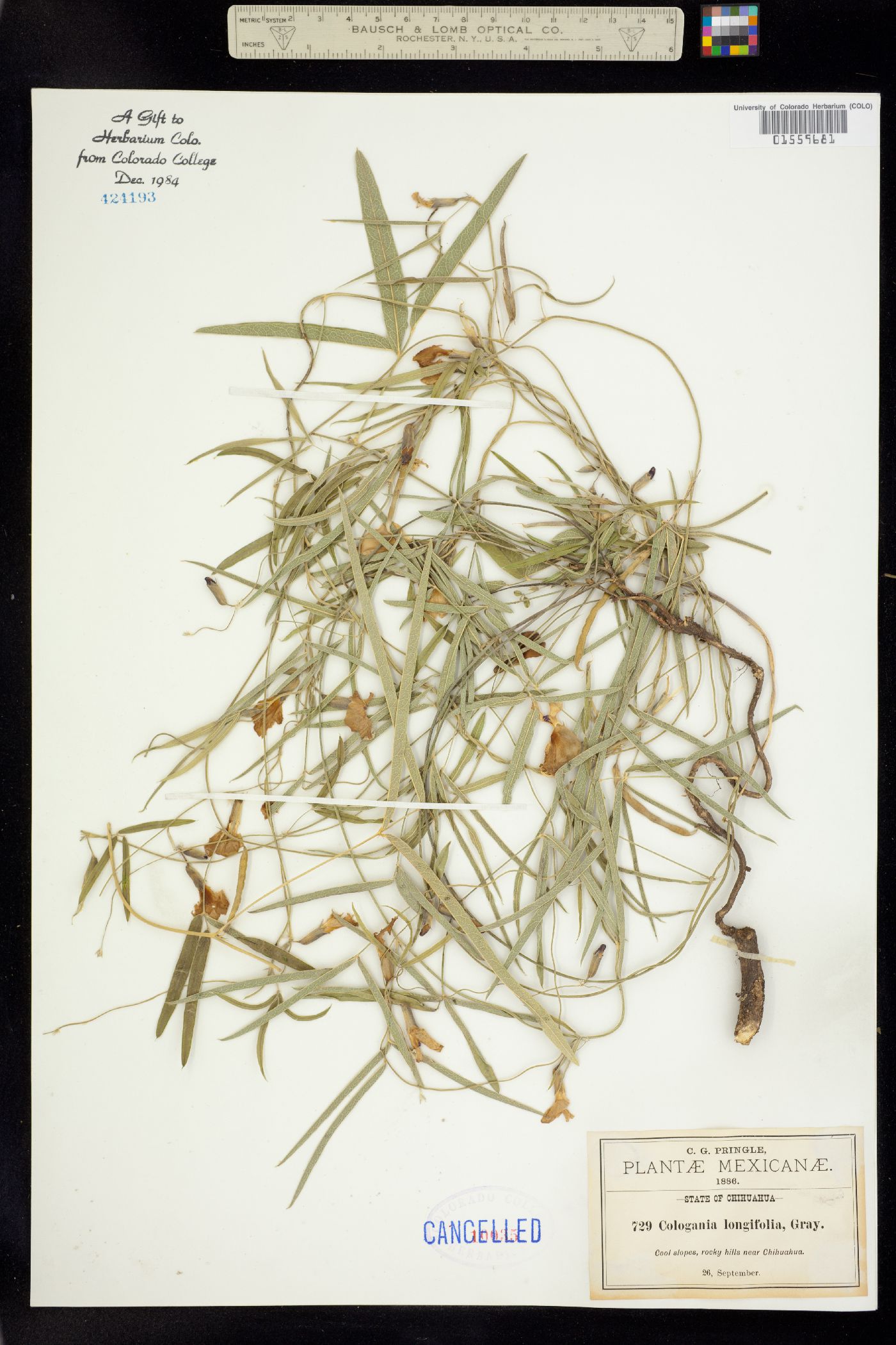 Cologania angustifolia image