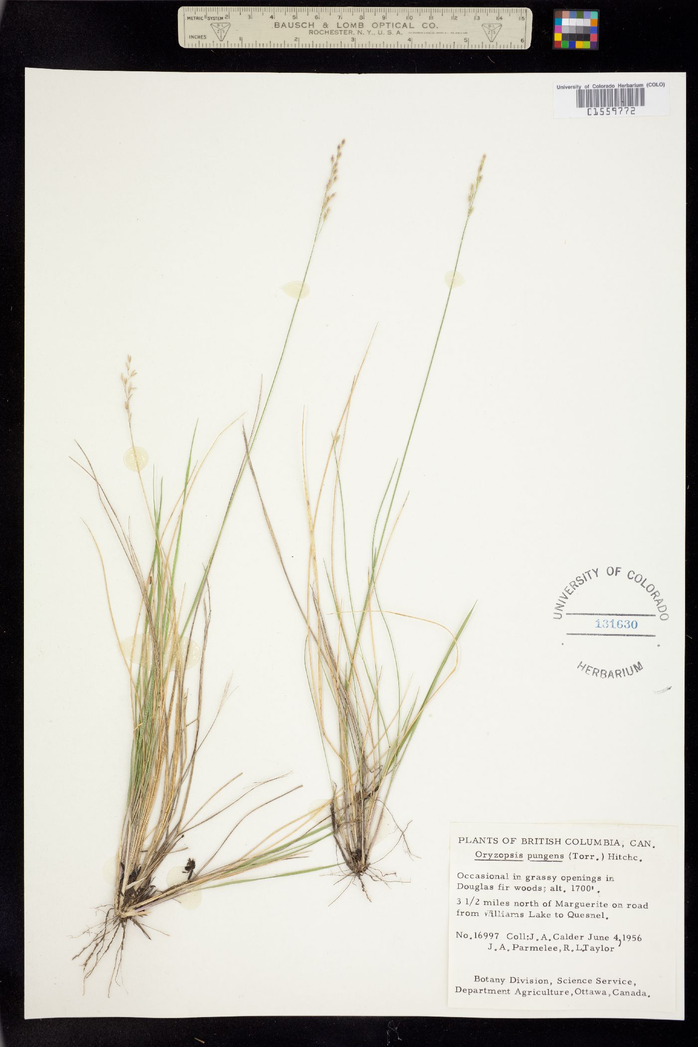 Piptatherum pungens image