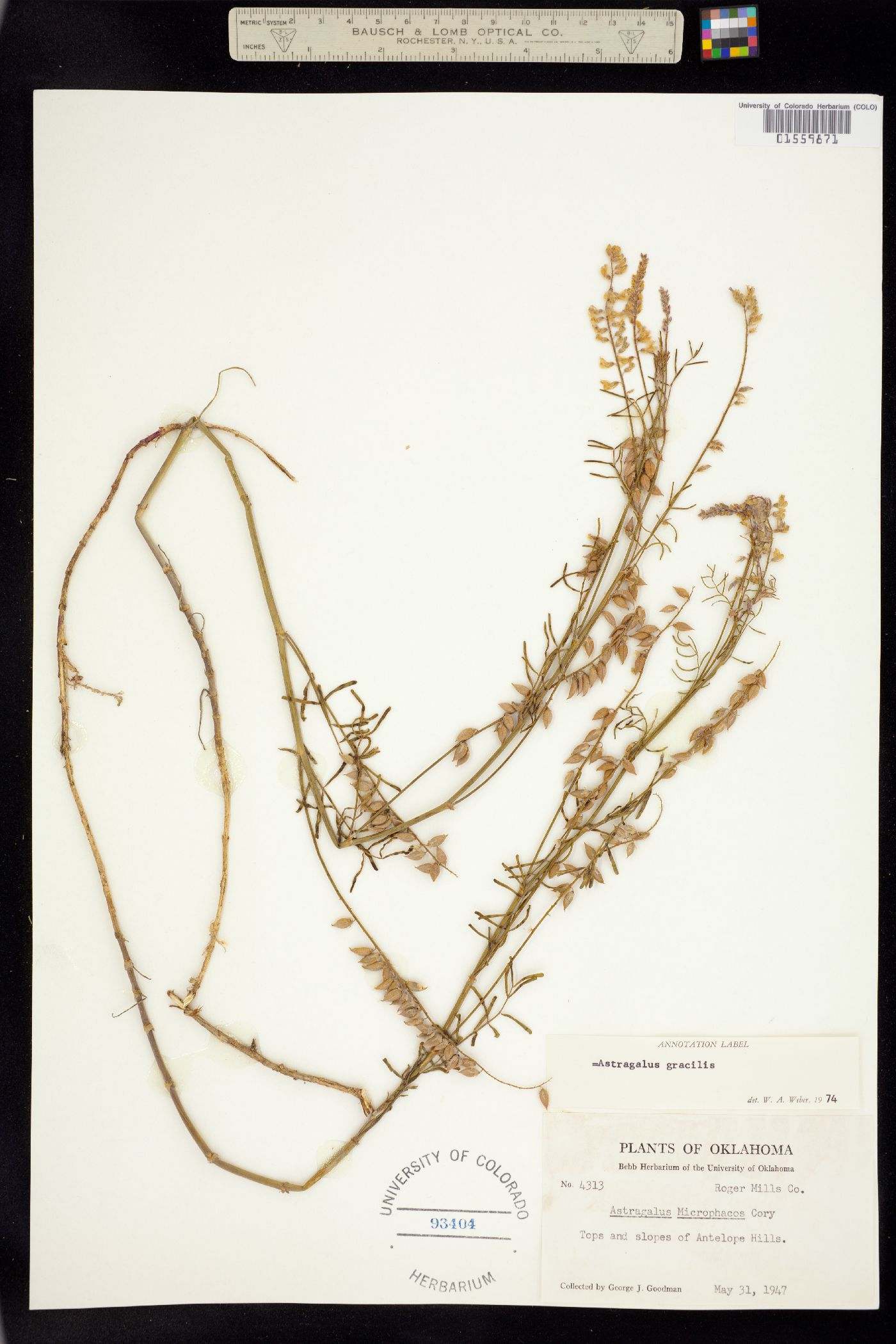 Astragalus gracilis image