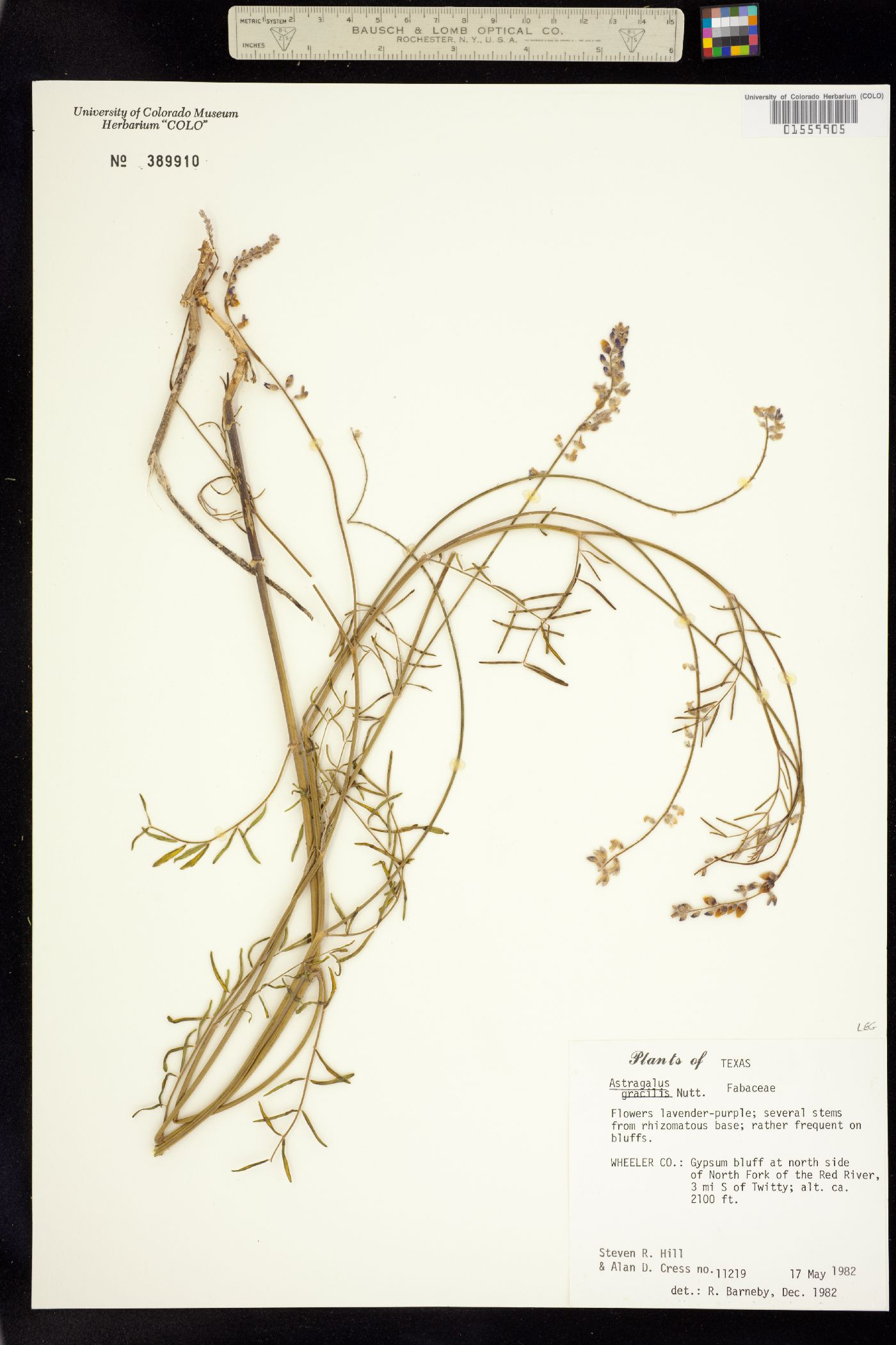 Astragalus gracilis image