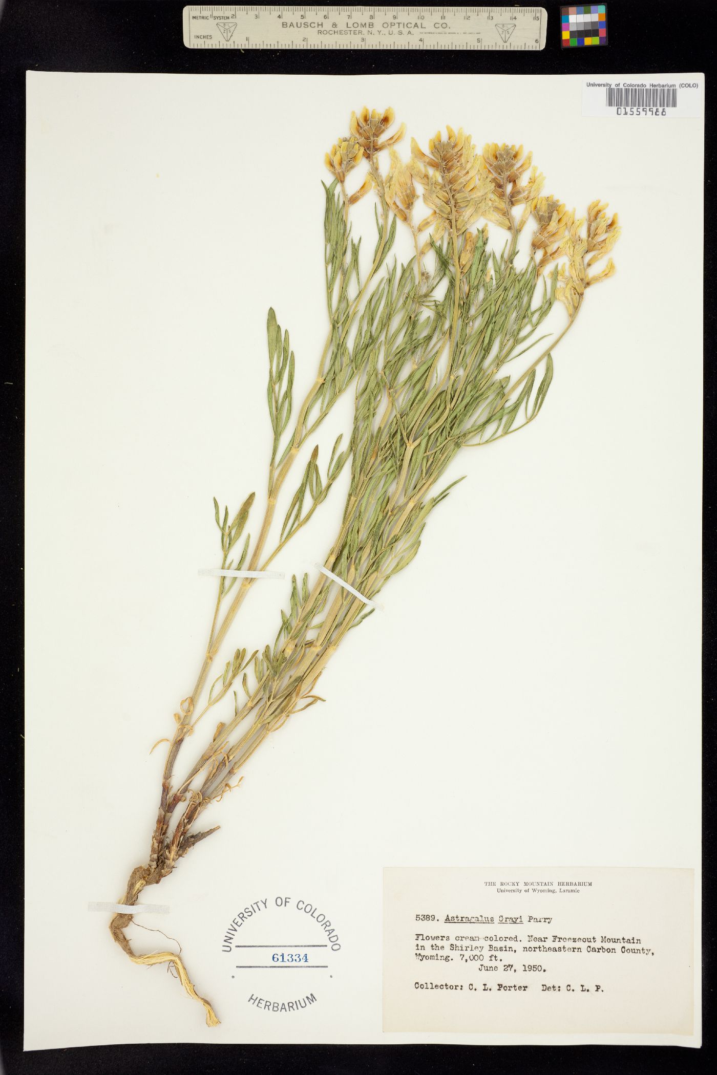 Astragalus grayi image