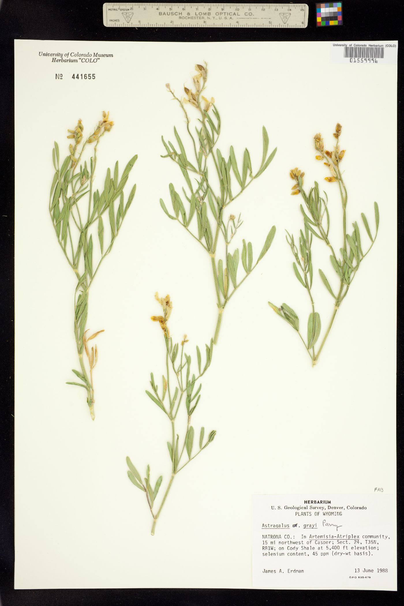 Astragalus grayi image