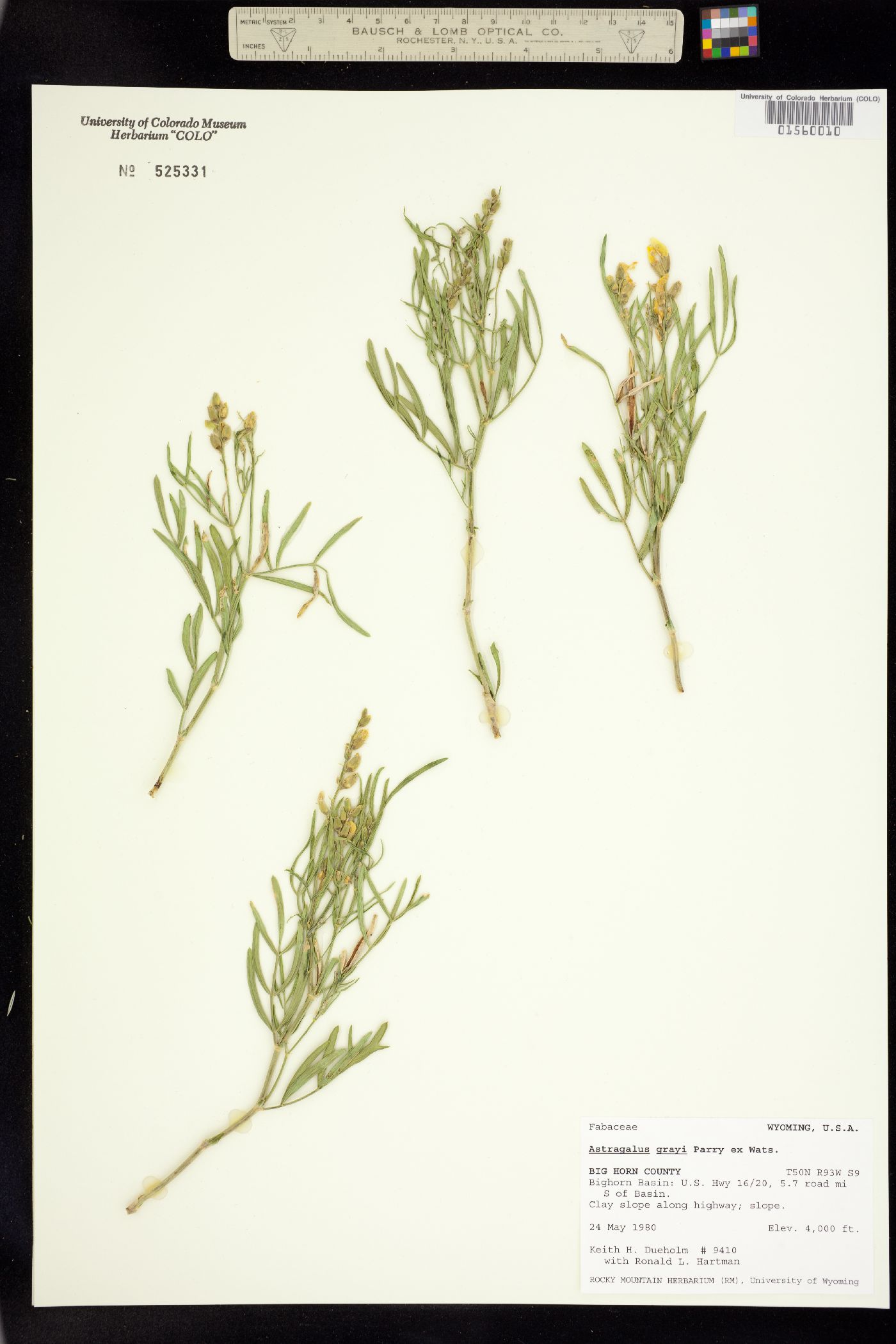 Astragalus grayi image