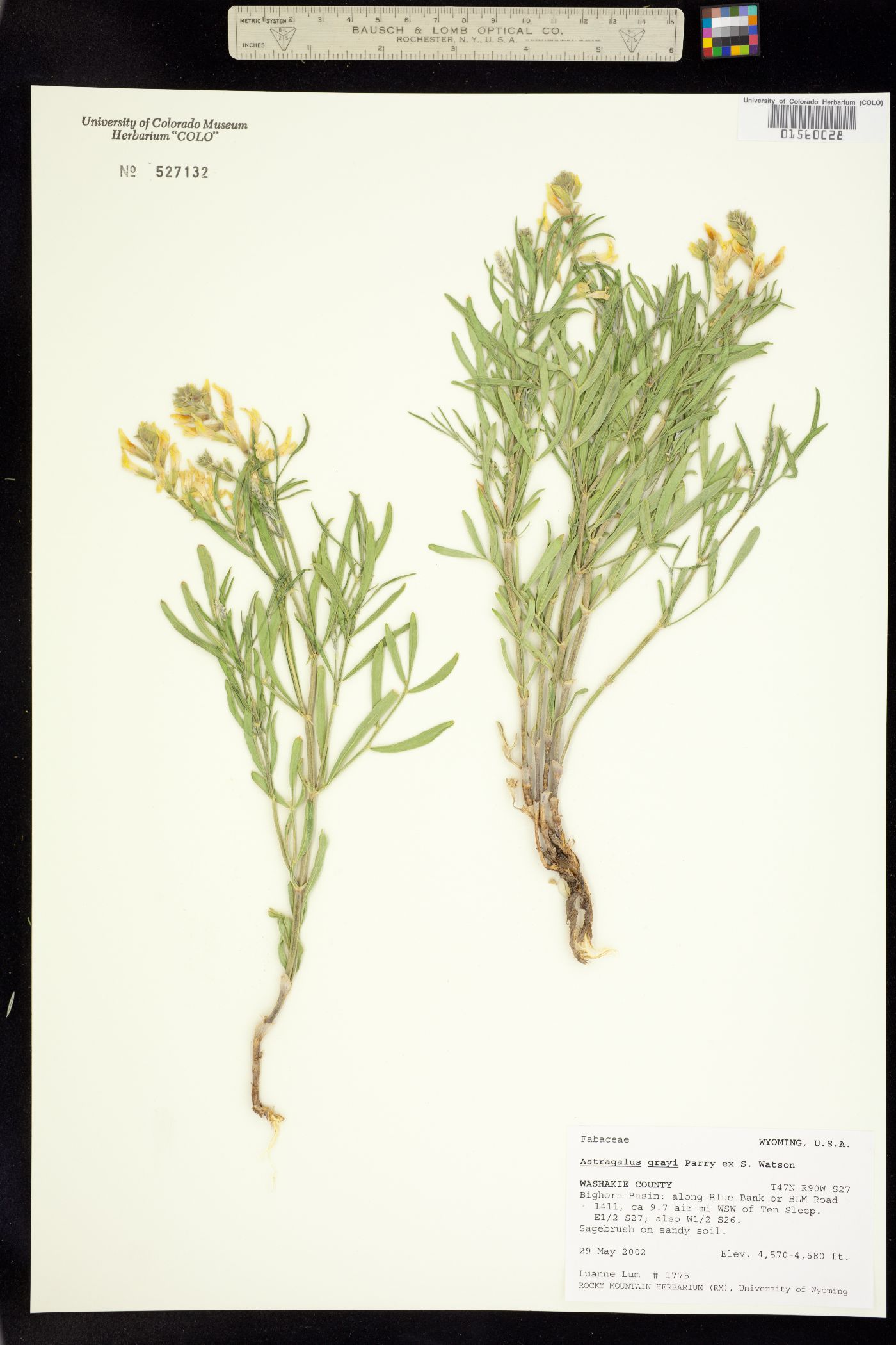 Astragalus grayi image