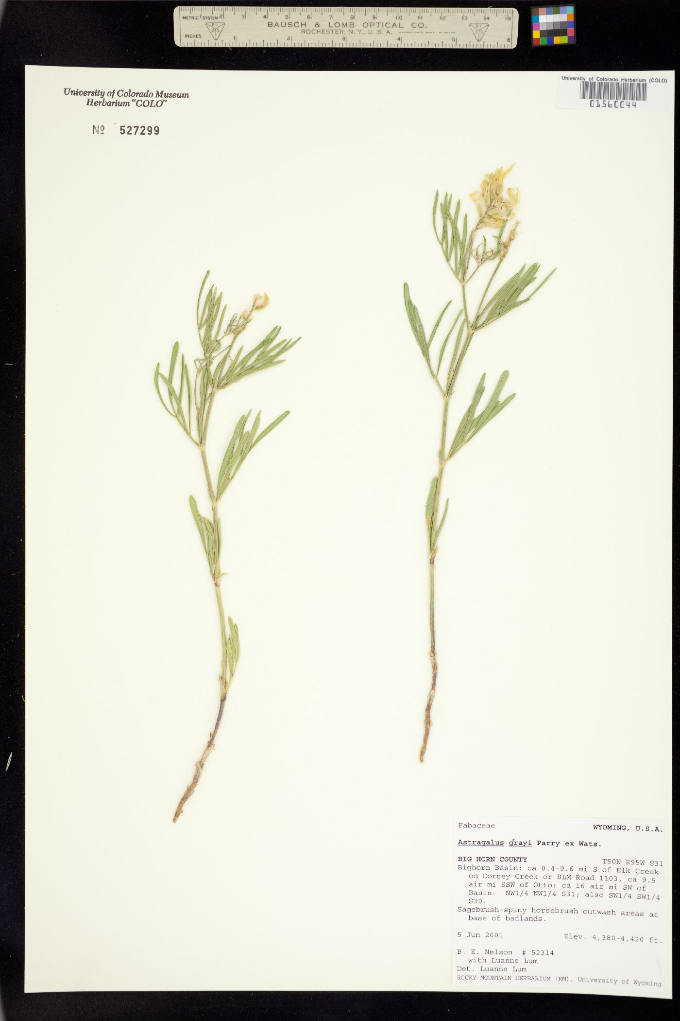 Astragalus grayi image