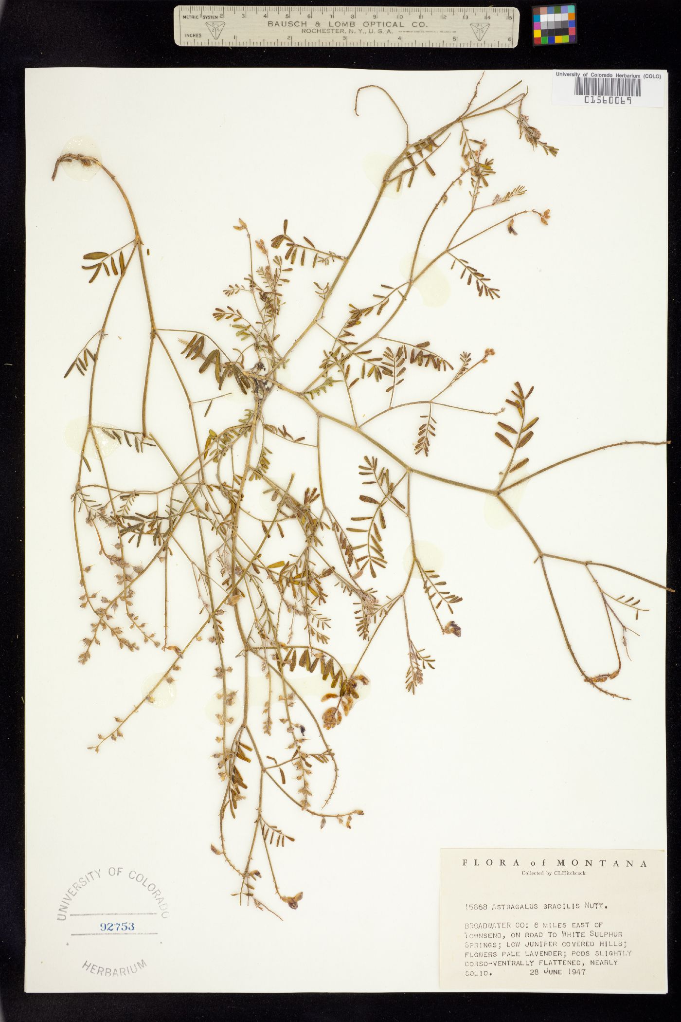 Astragalus gracilis image