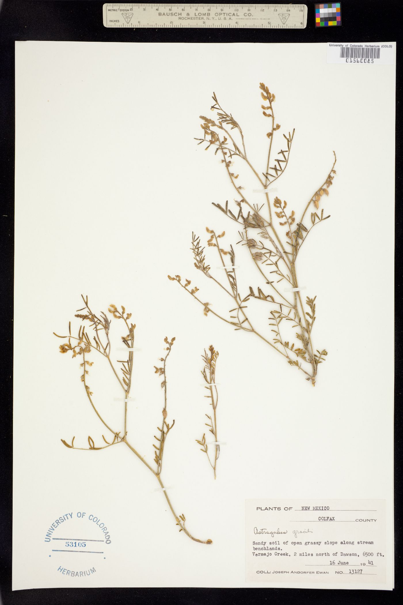 Astragalus gracilis image
