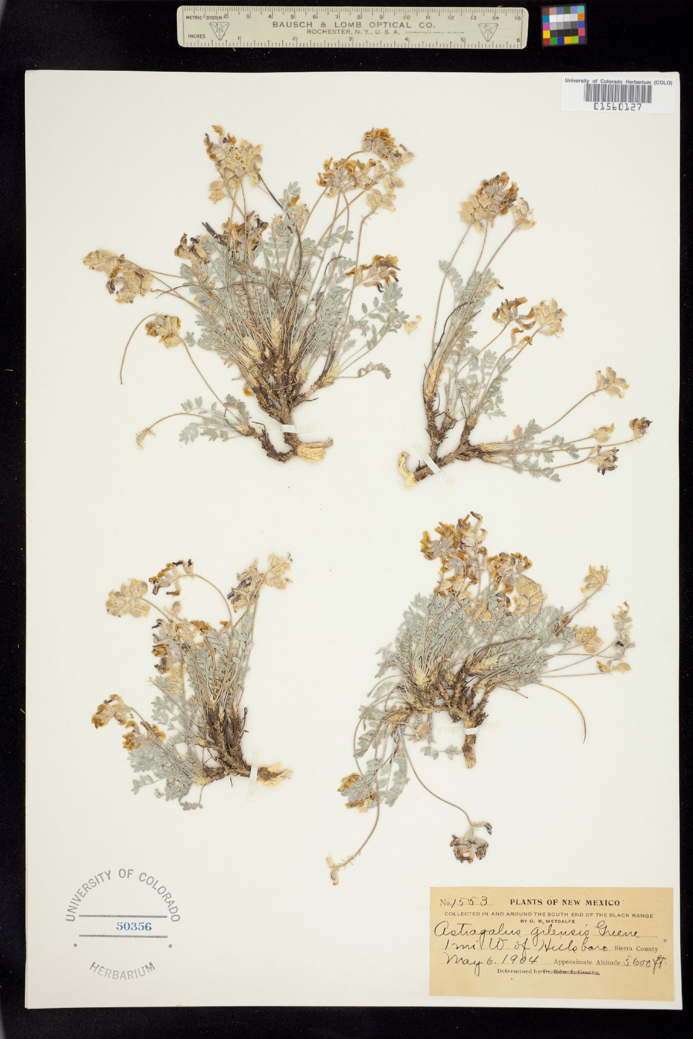 Astragalus gilensis image