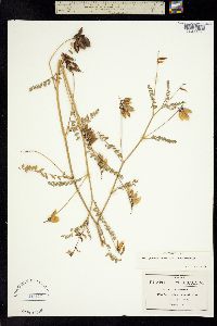 Astragalus painteri image