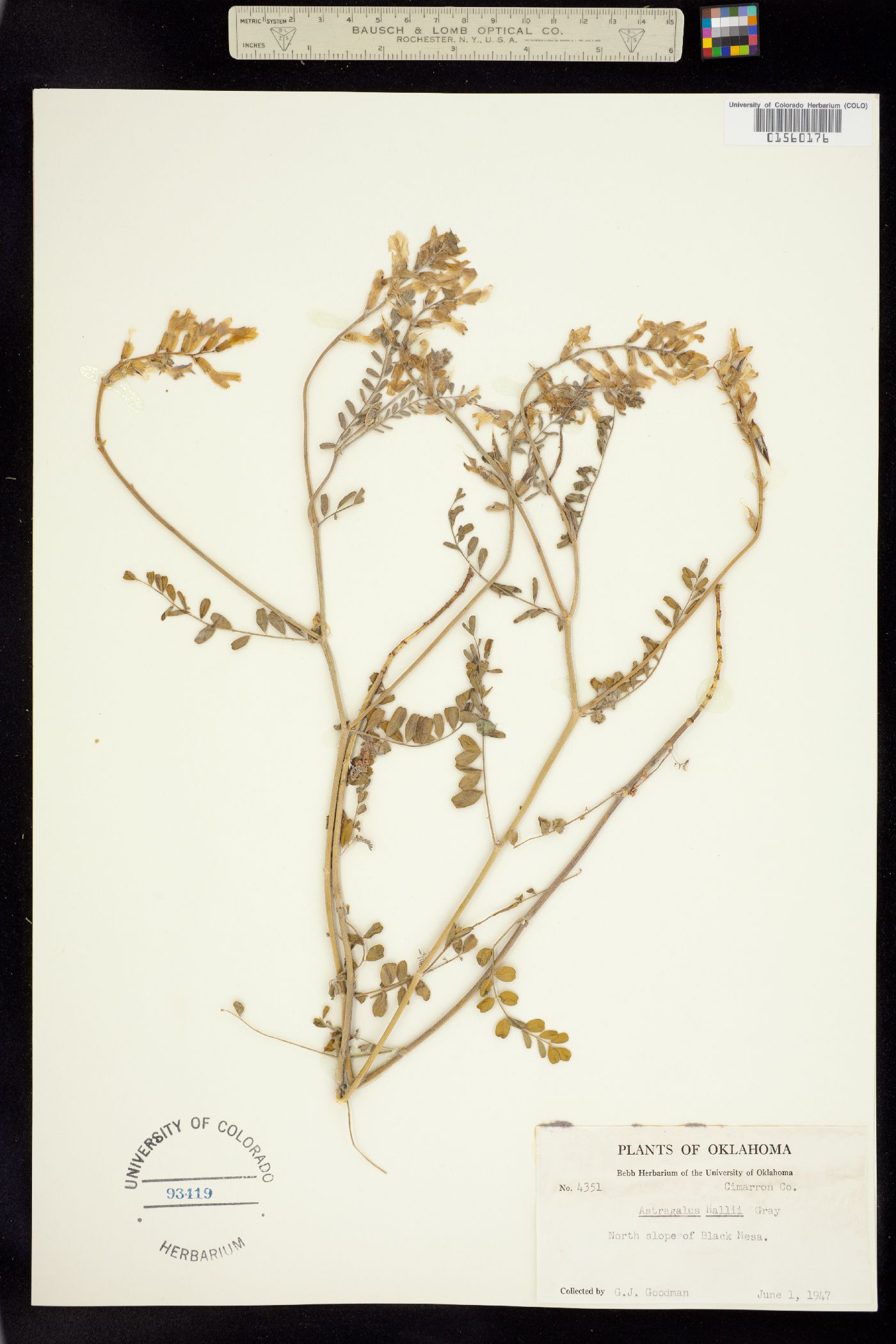 Astragalus hallii image