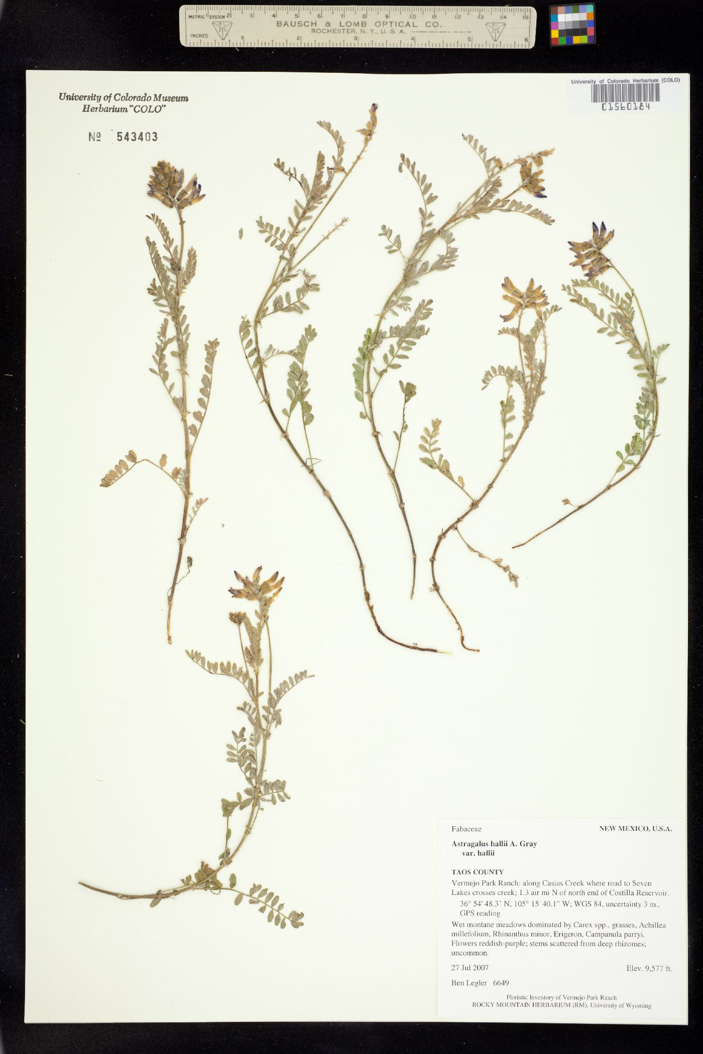 Astragalus hallii image