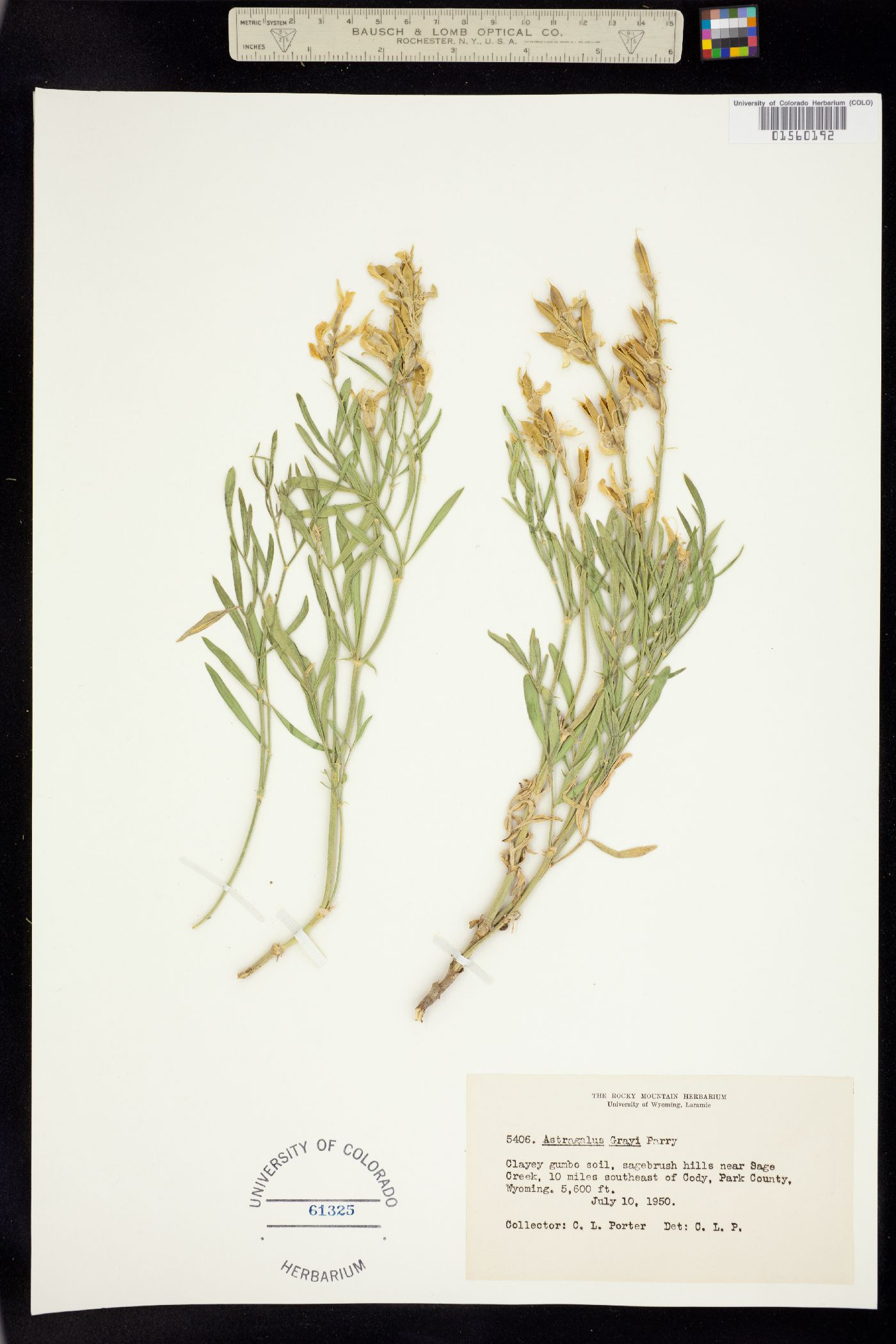 Astragalus grayi image