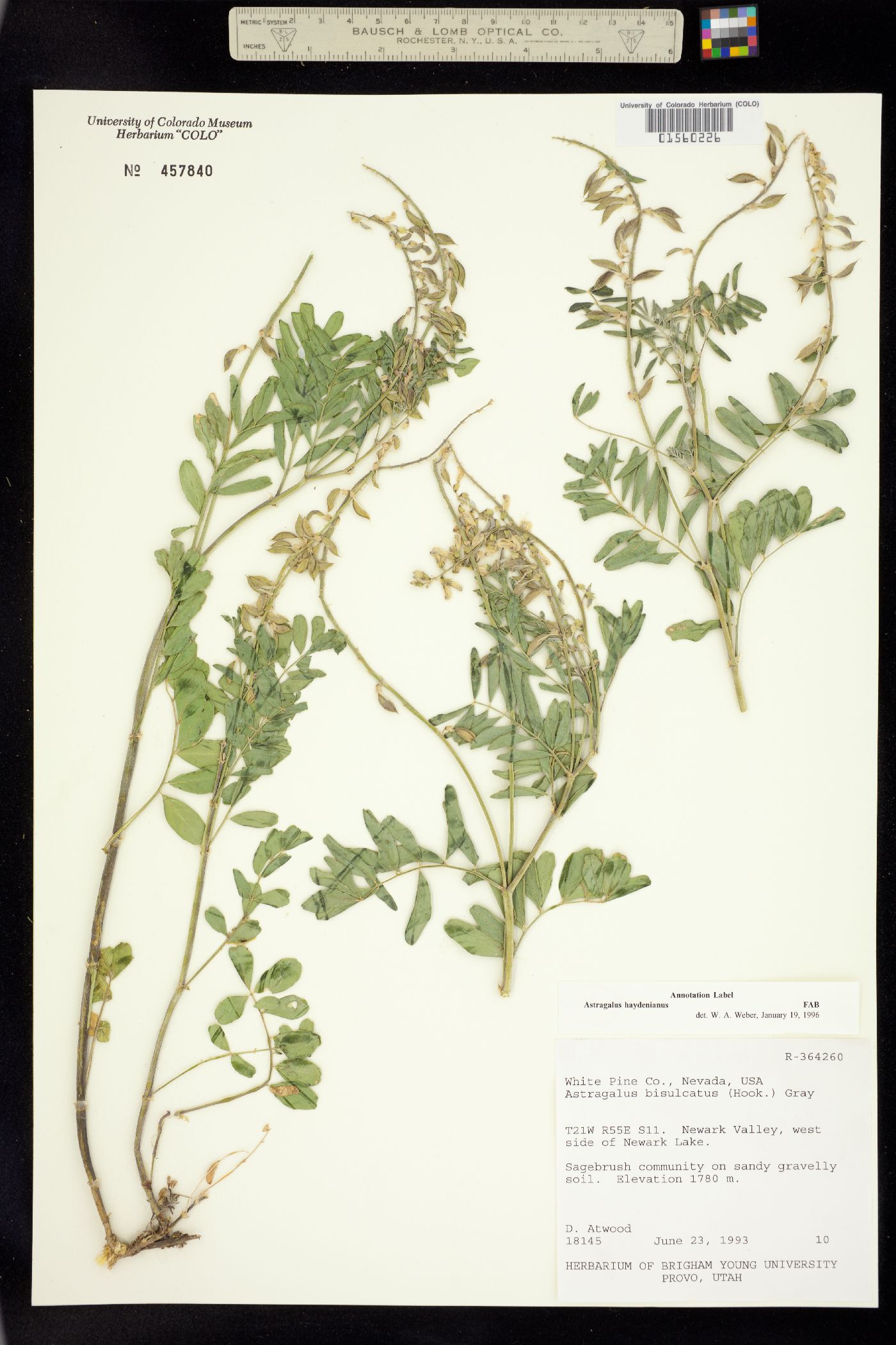 Astragalus bisulcatus image